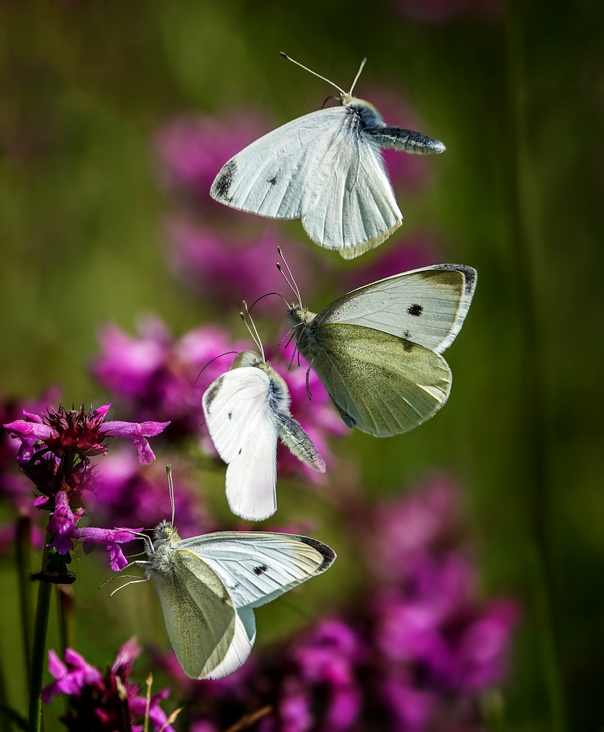 Small White in flight