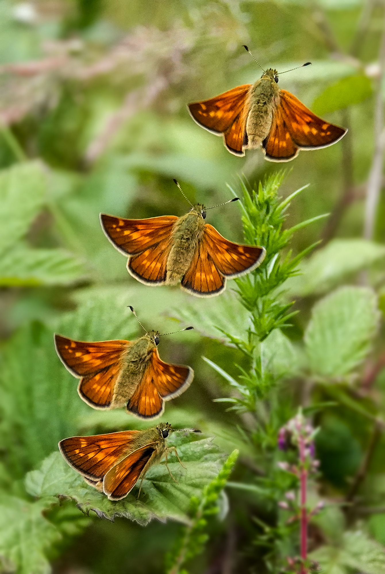 Large Skipper in flight