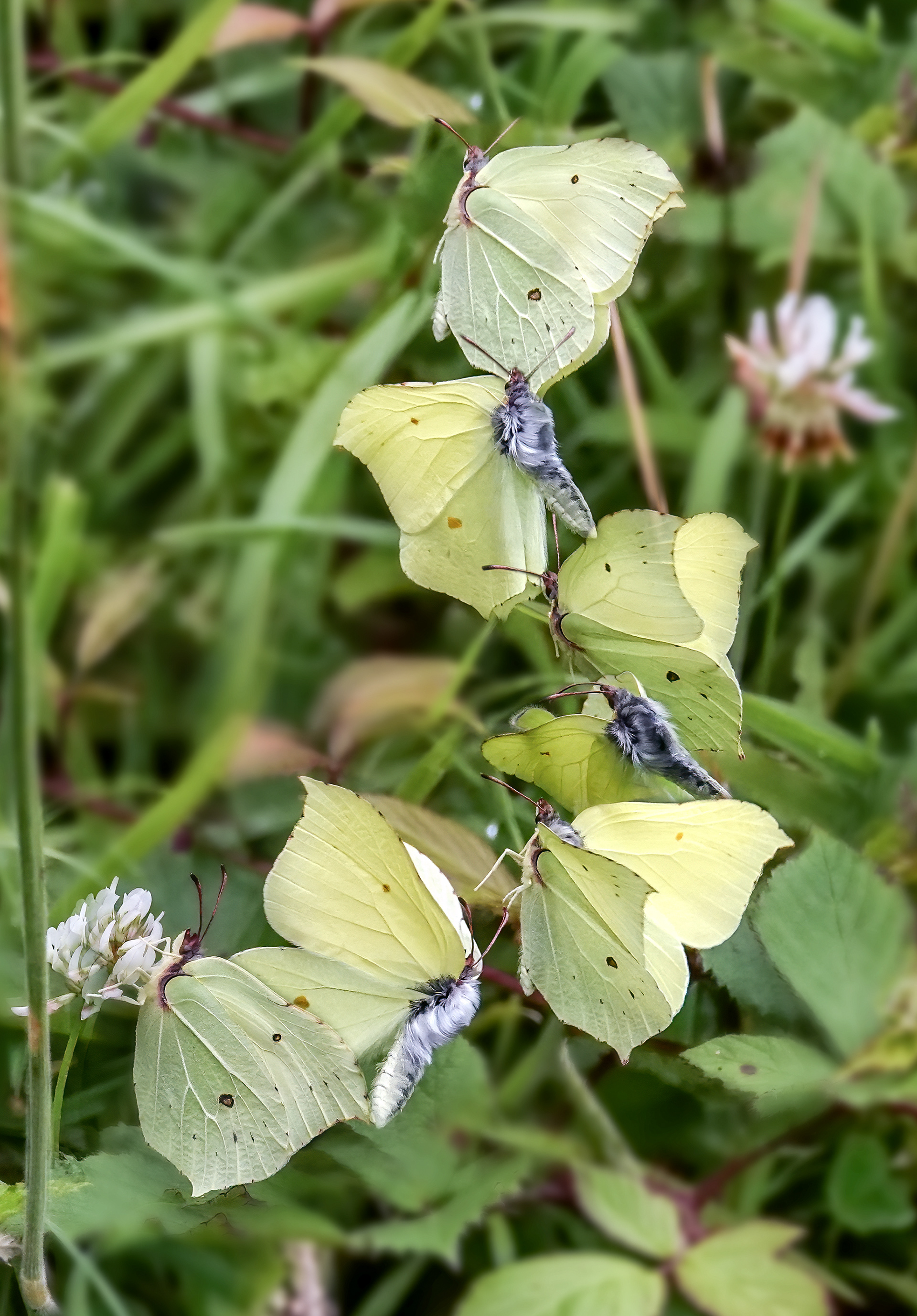 Brimstone in flight