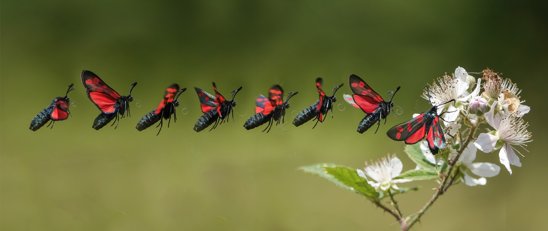 6 Spot Burnet in flight