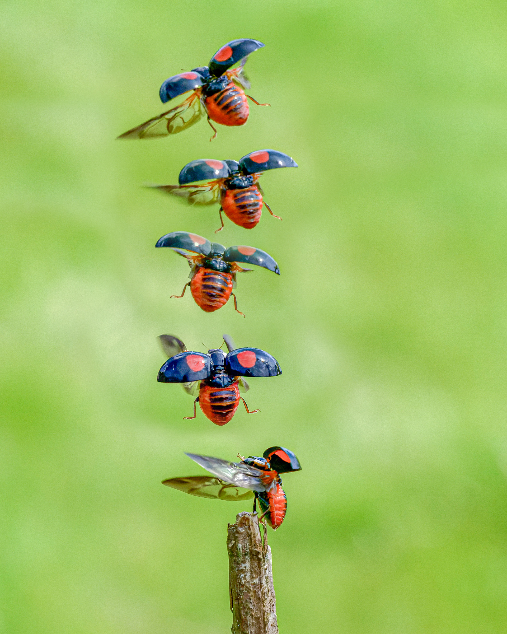 Harlequin Lady Bird taking off
