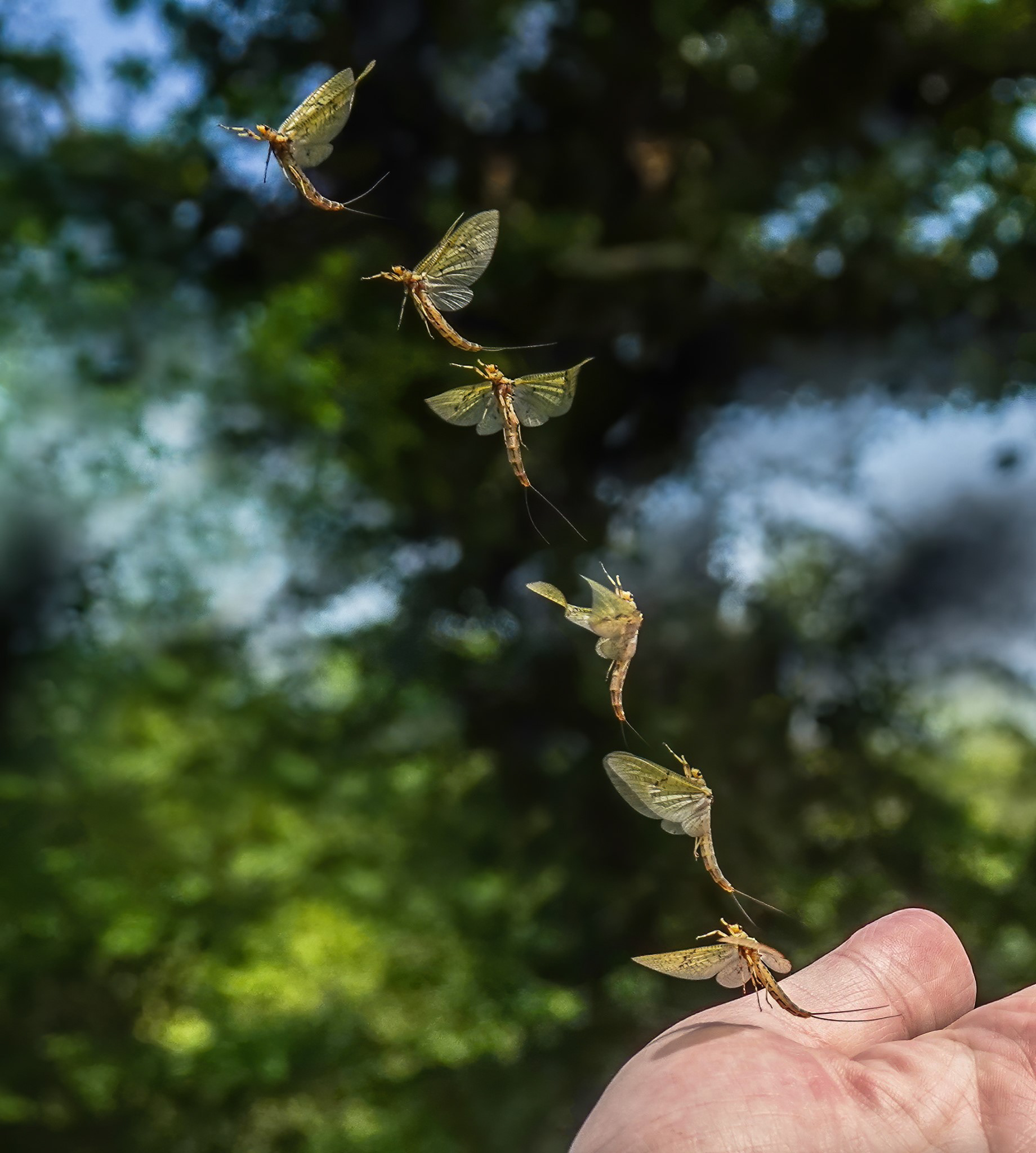 Mayfly in flight