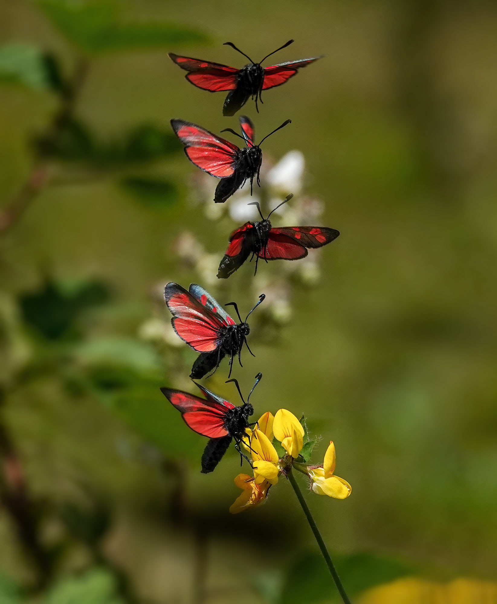 6 Spotted Burnet in flight
