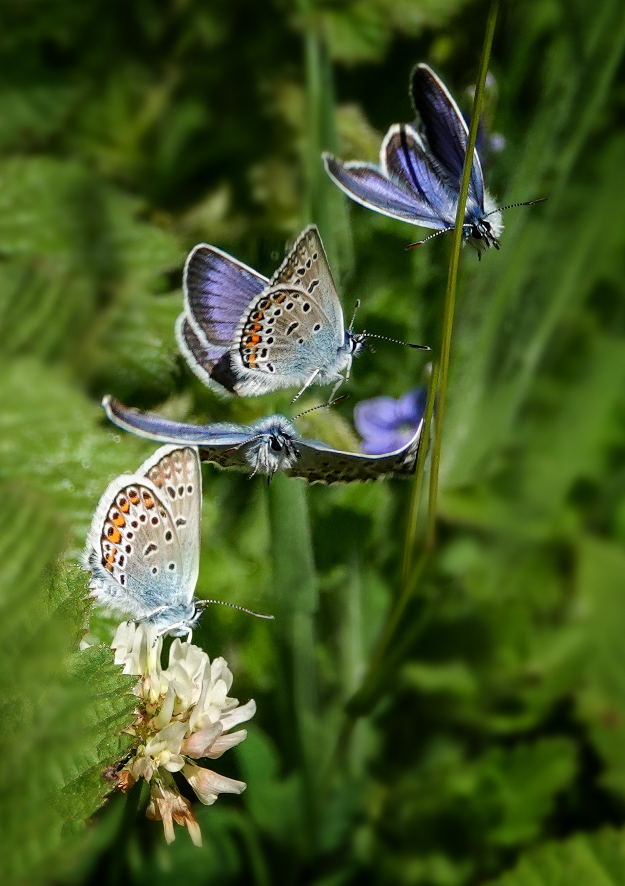 Silver Spotted Blue in flight