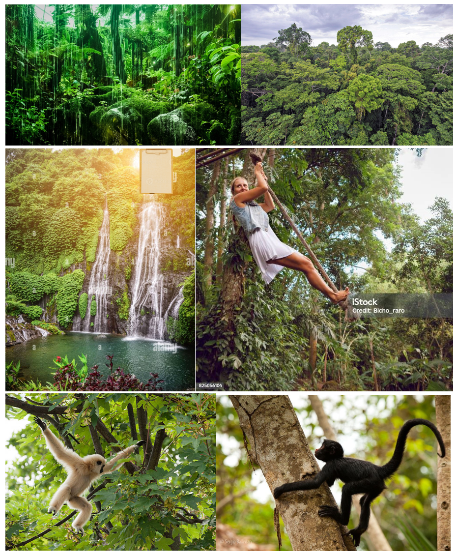 Rainforest Reference Images