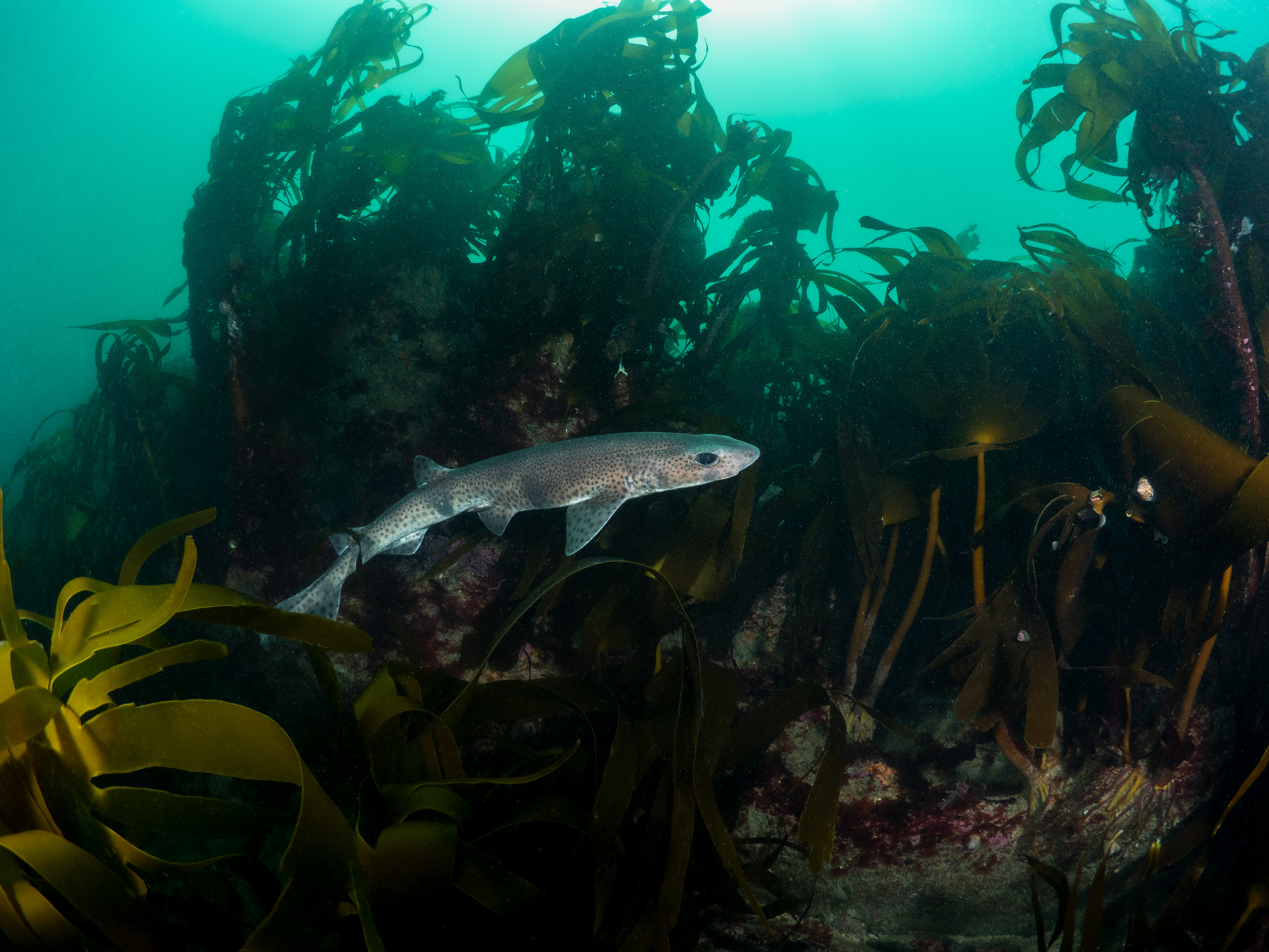 Catshark in kelp