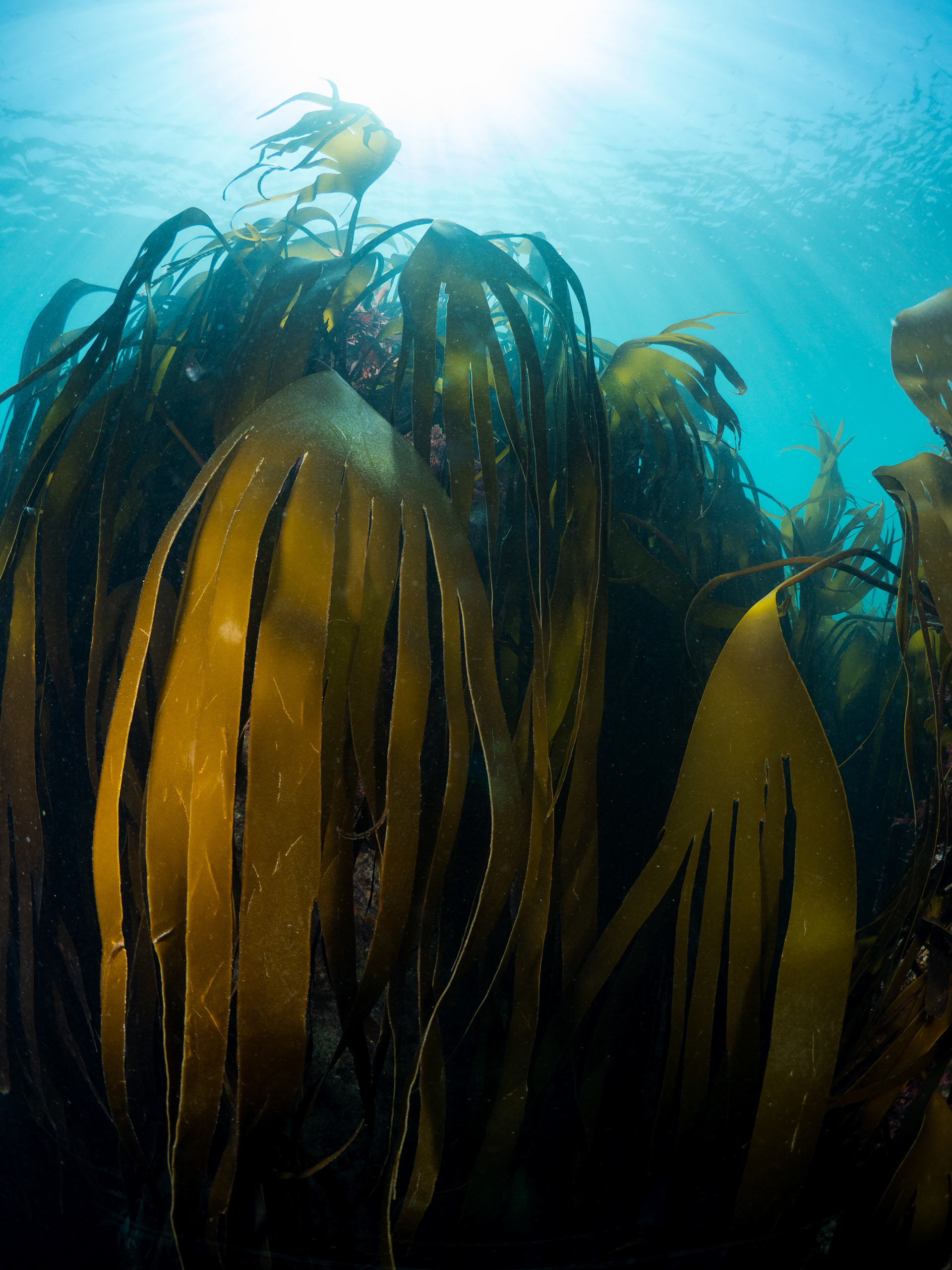 Draping Kelp 