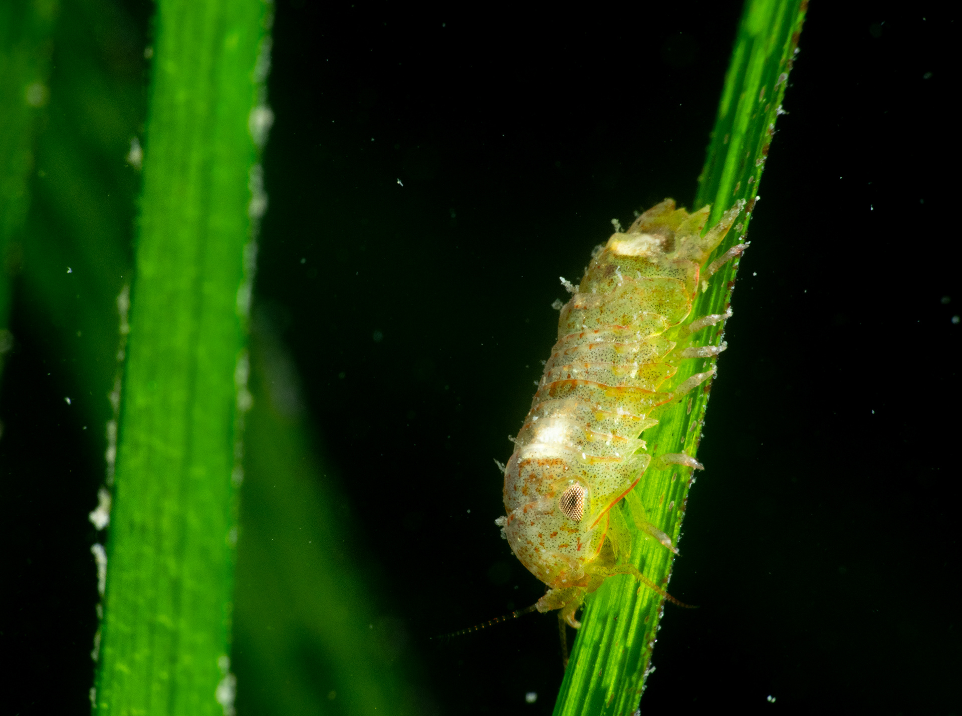 Marine Isopod on Seagrass