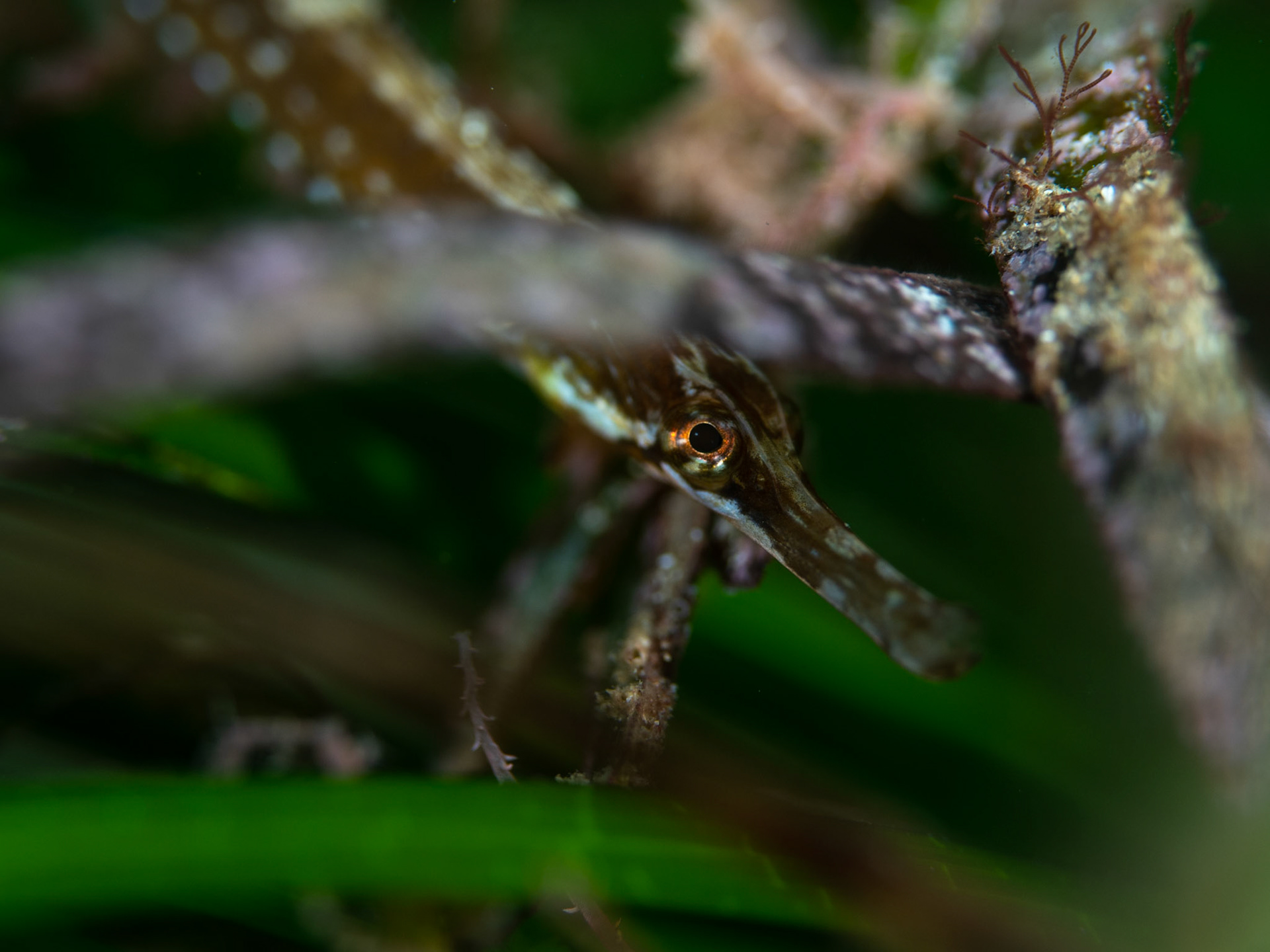 Juvenile Greater Pipefish