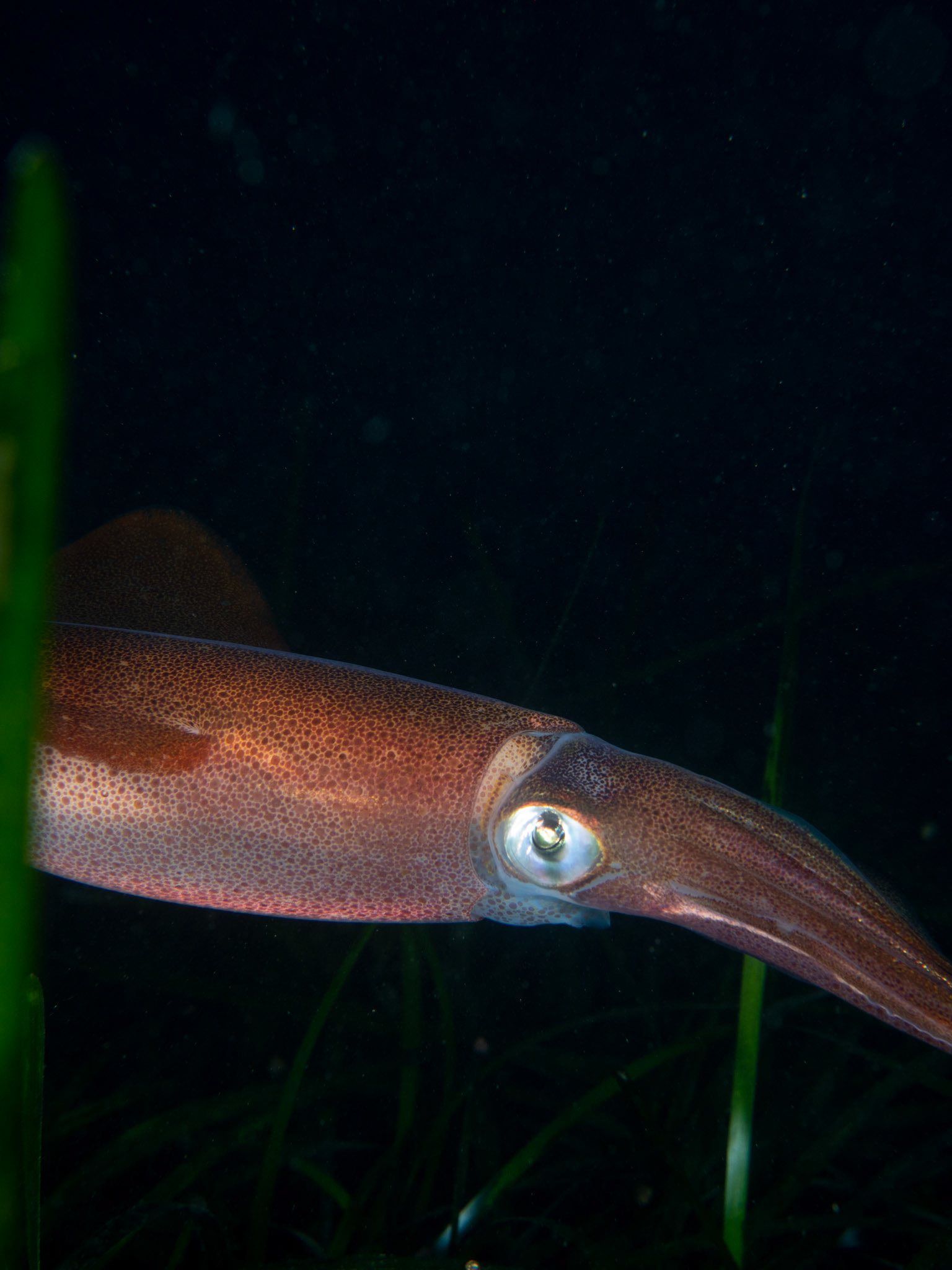 Common Squid in Seagrass