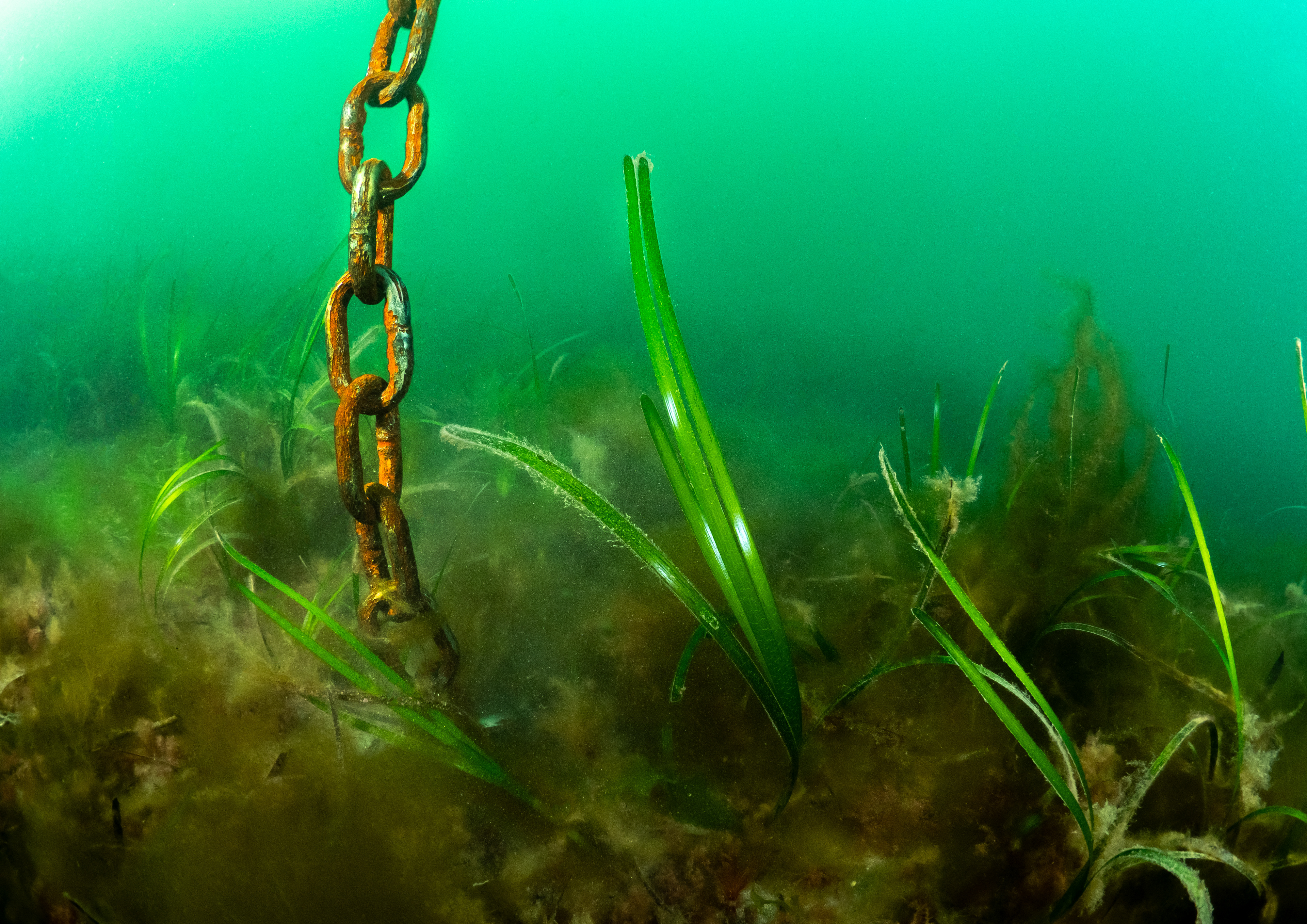 Anchor Chain in Seagrass