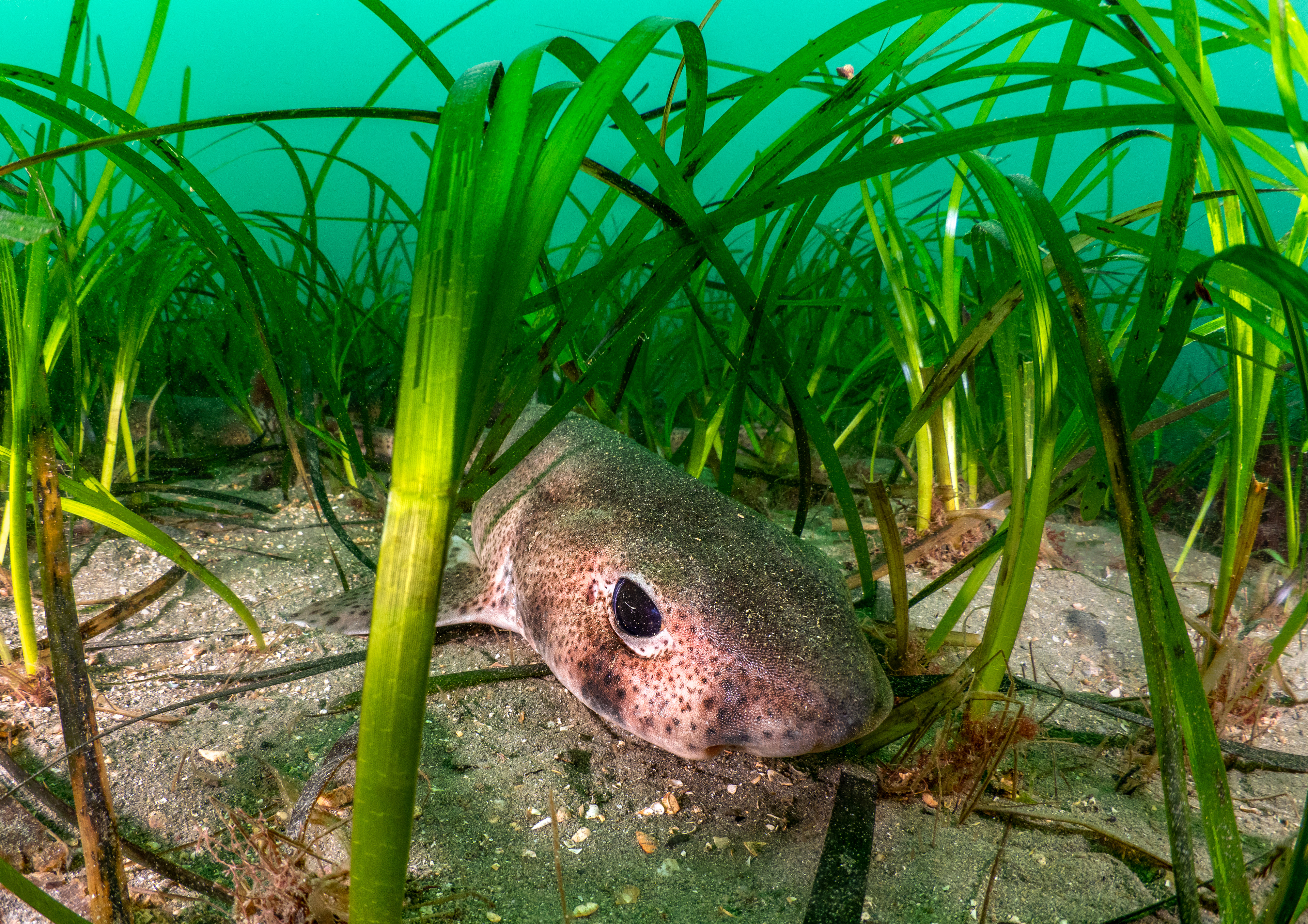 Catshark in Seagrass - Helford