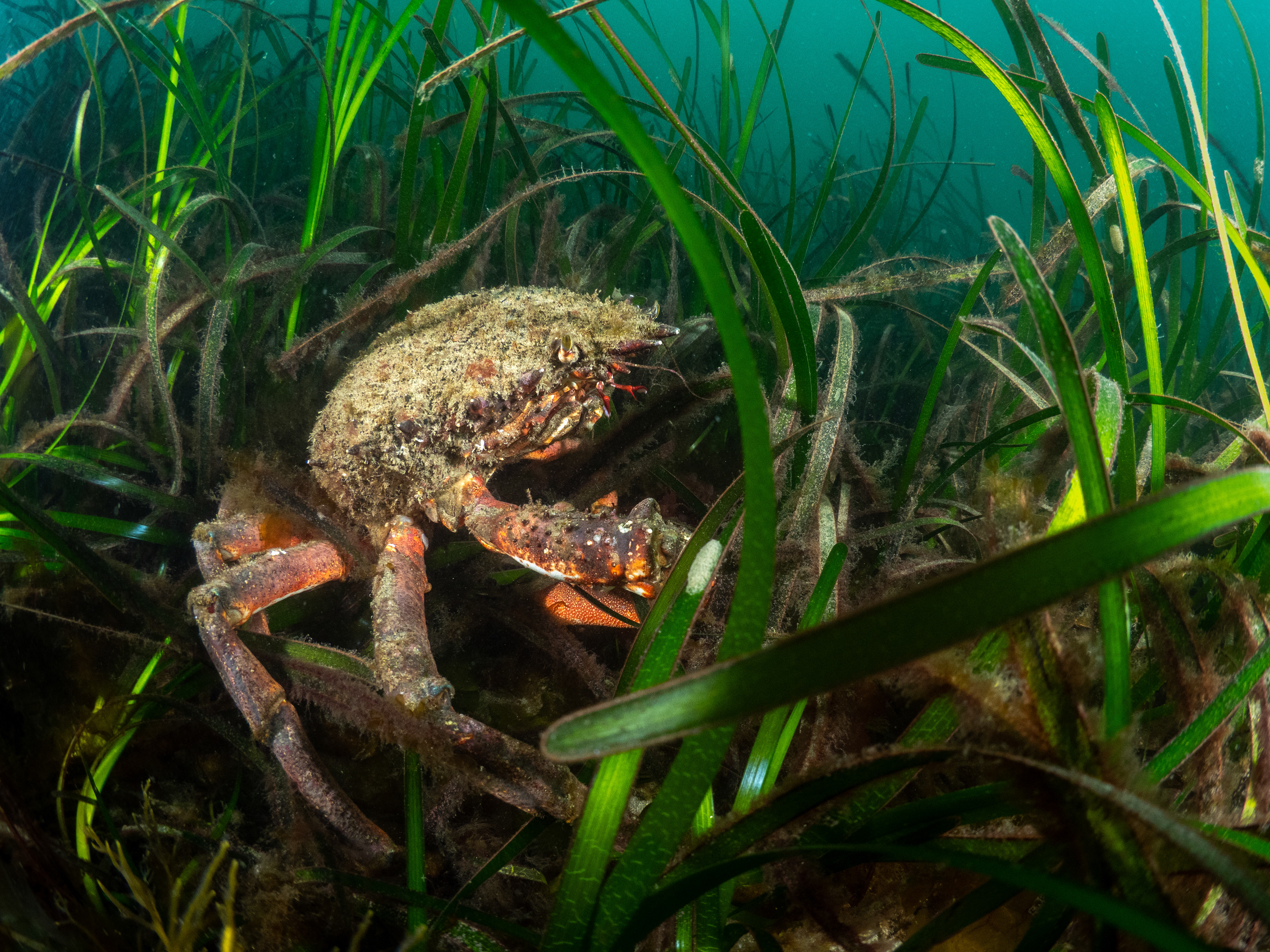 Spider Crab in Seagrass - durgan