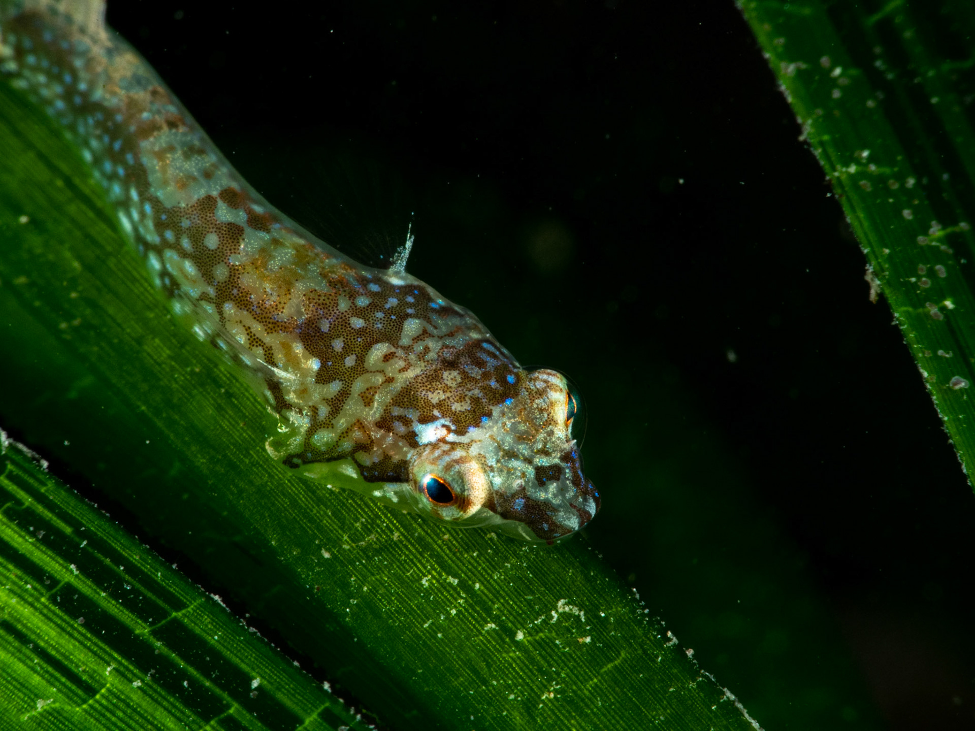 Clingfish on Seagrass