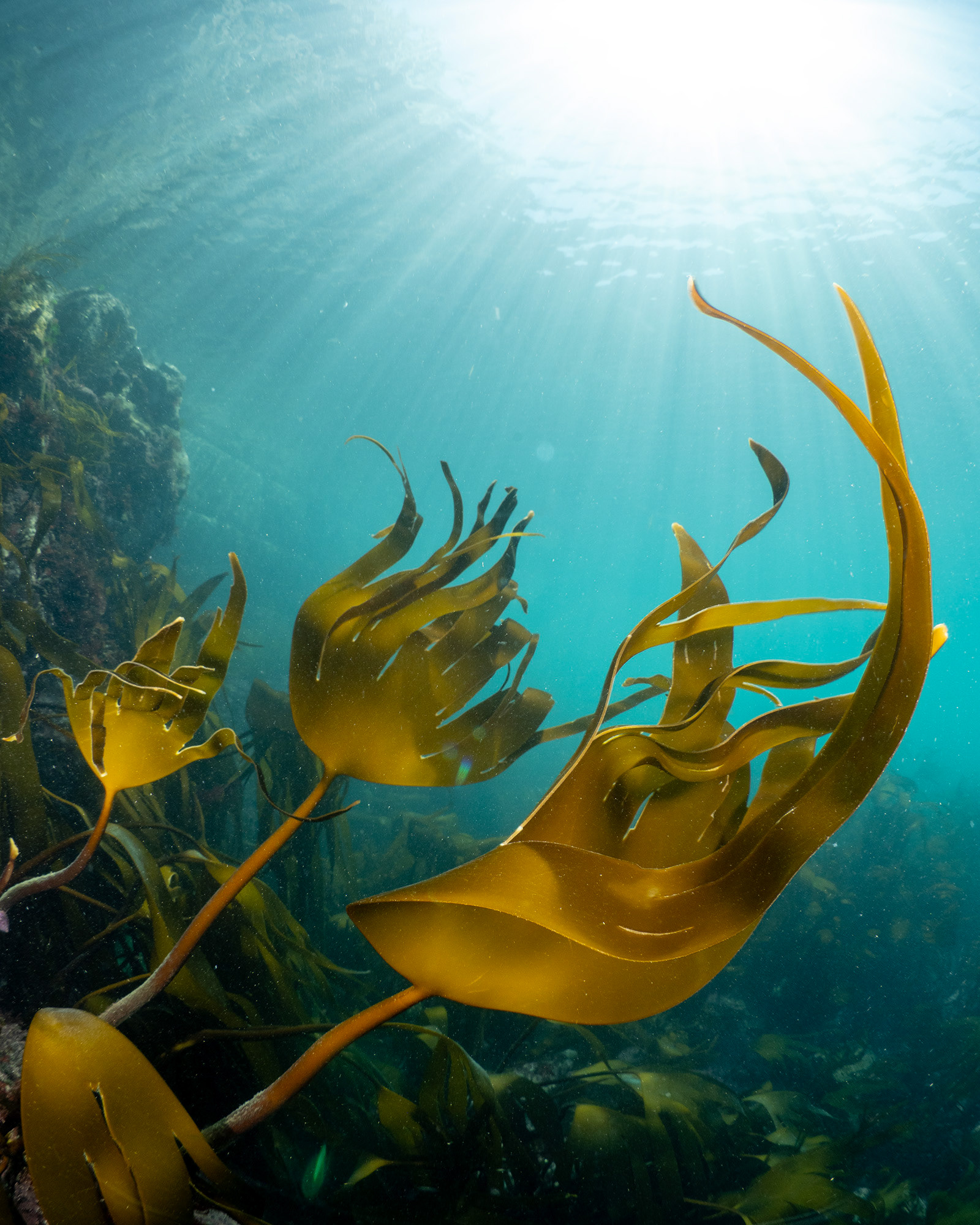 Mullion Kelp