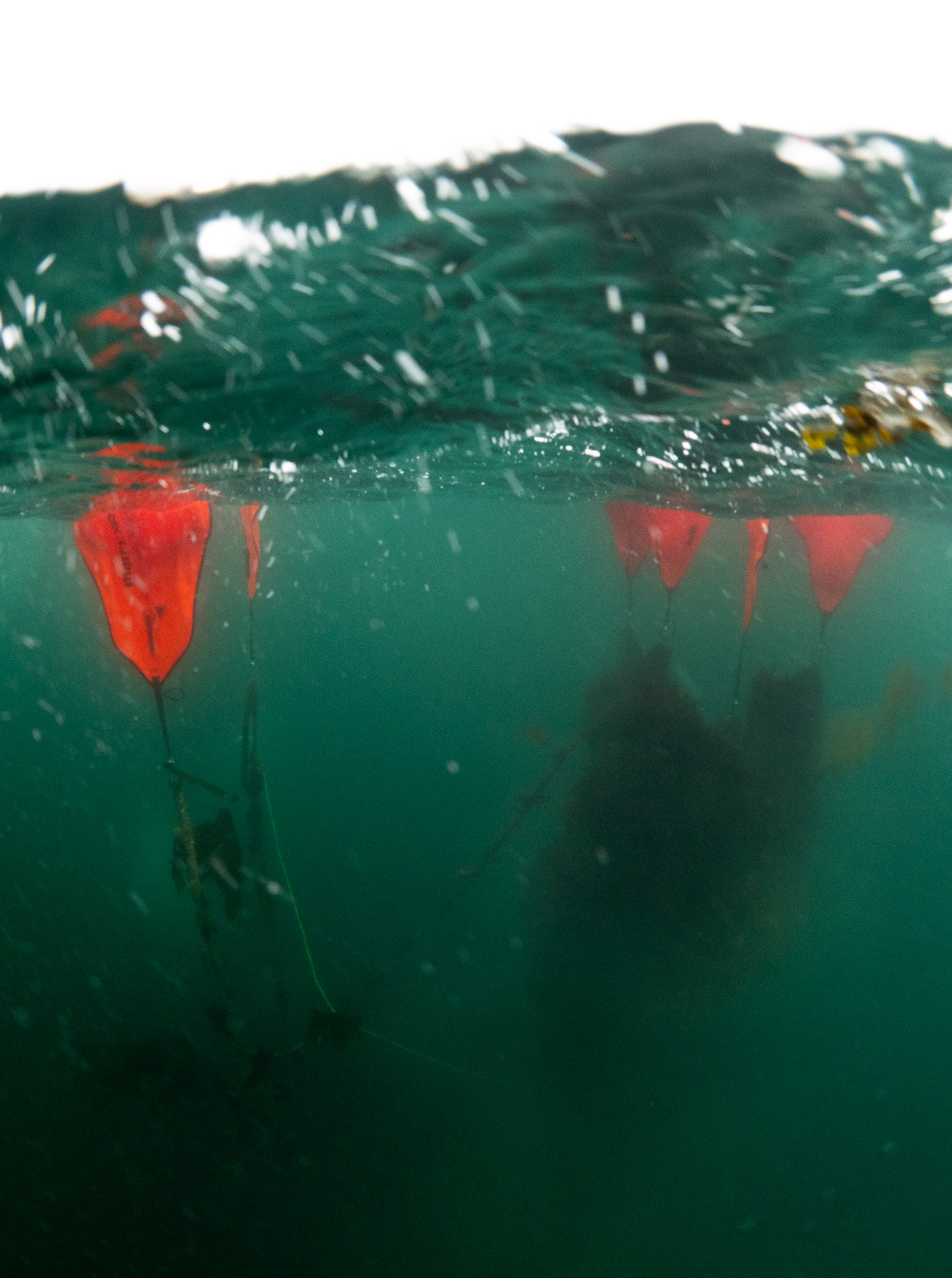 Ghost Net in Falmouth Bay