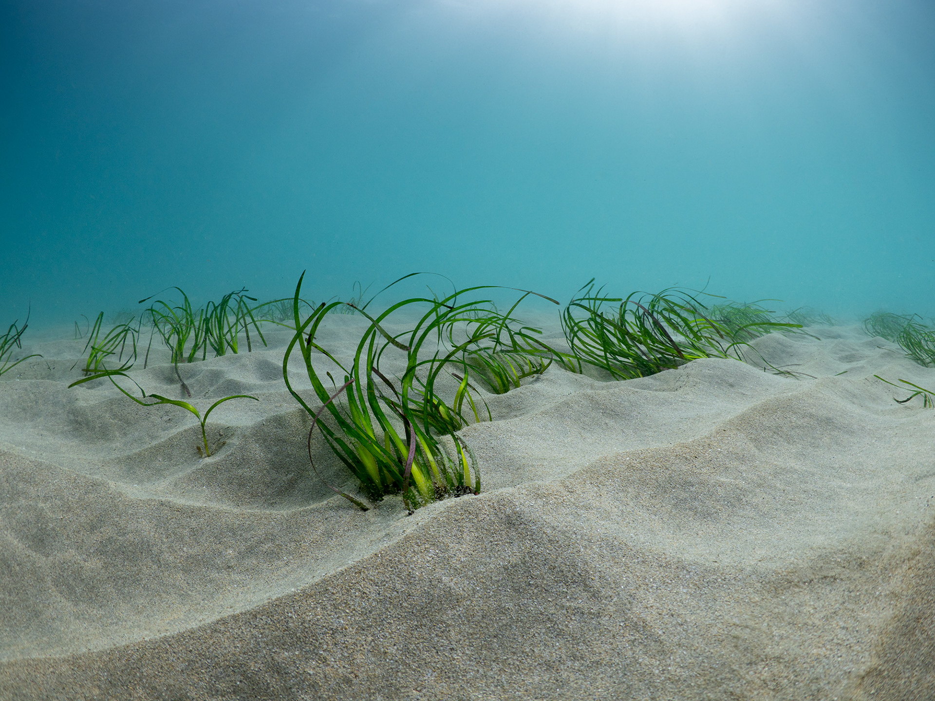 Gylly Seagrass Beds