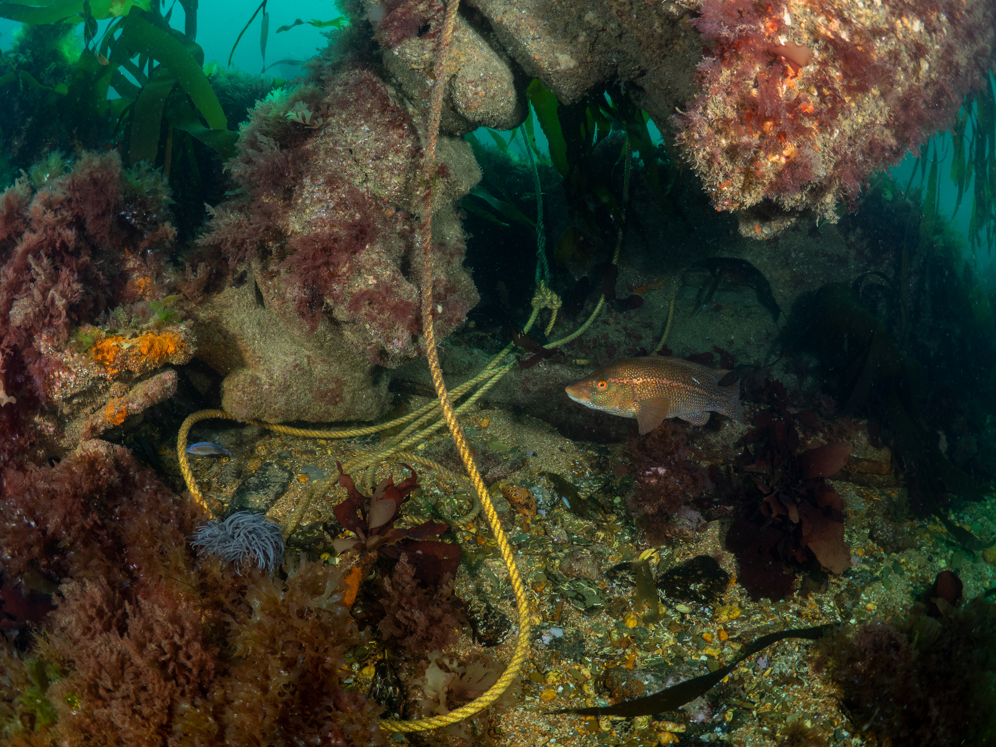 U-boat wreckage tangle