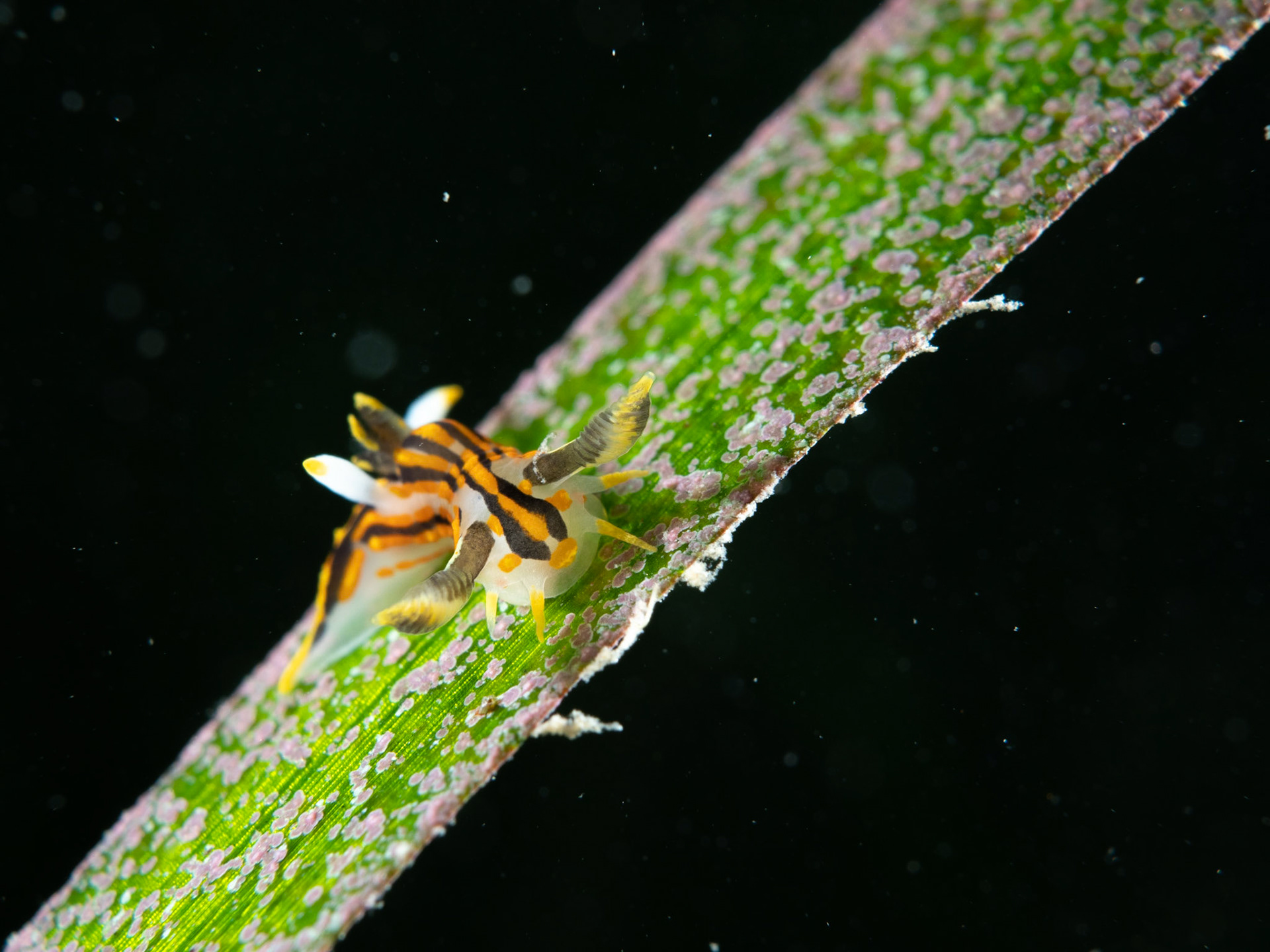 Polycera on Seagrass