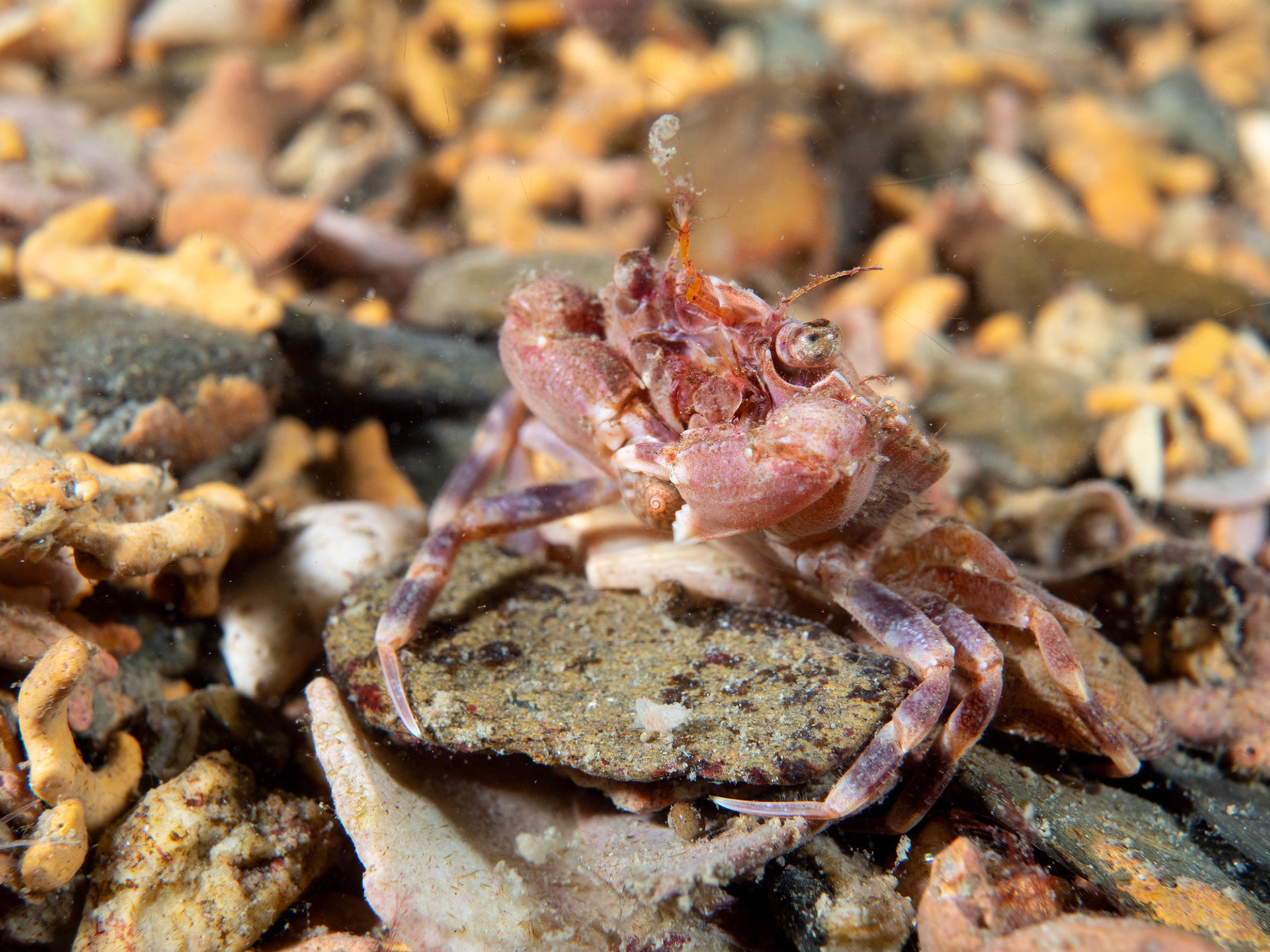 Small Crab on Maerl - Helford