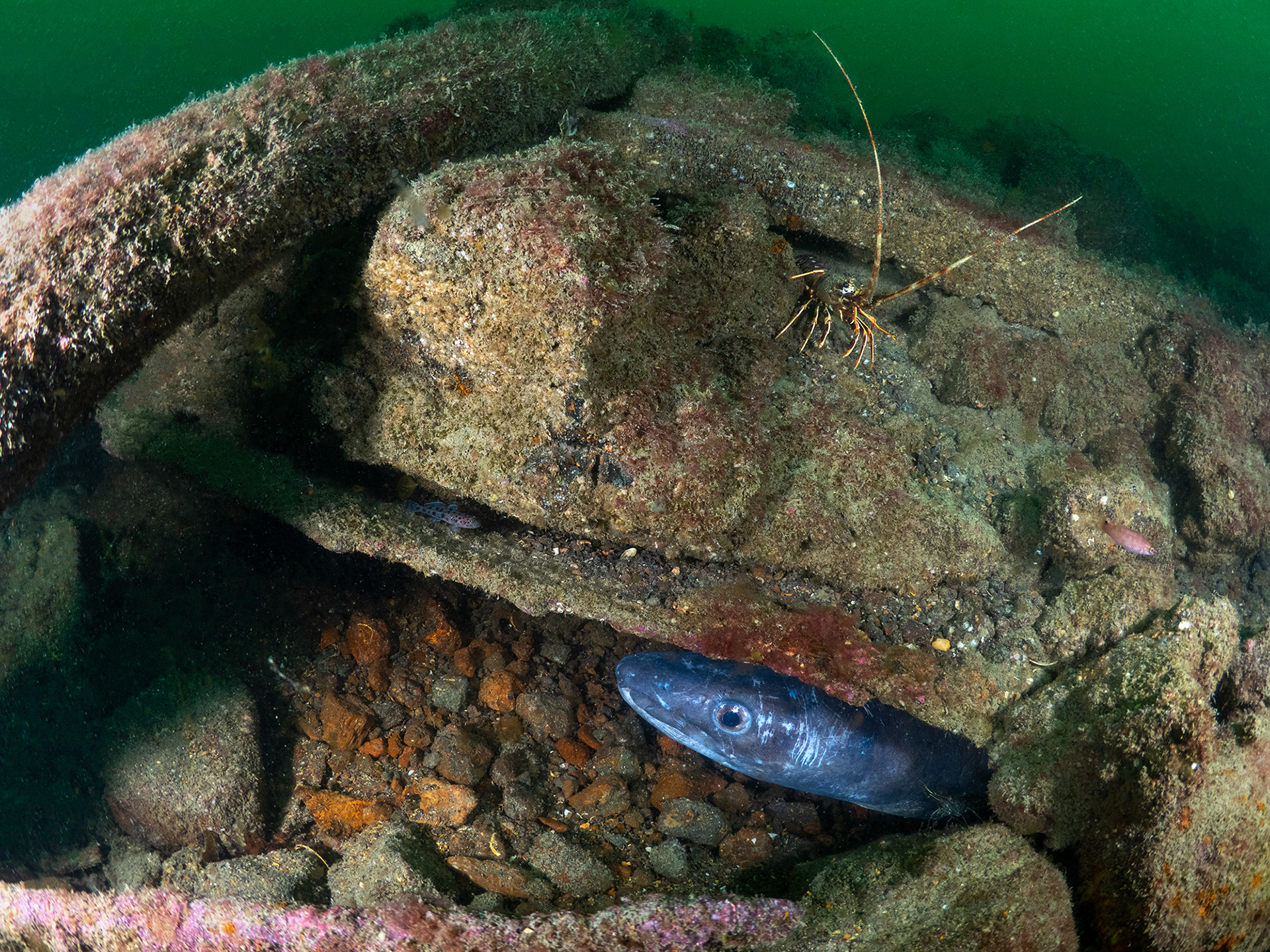Petersen Wreck, conger and crawfish