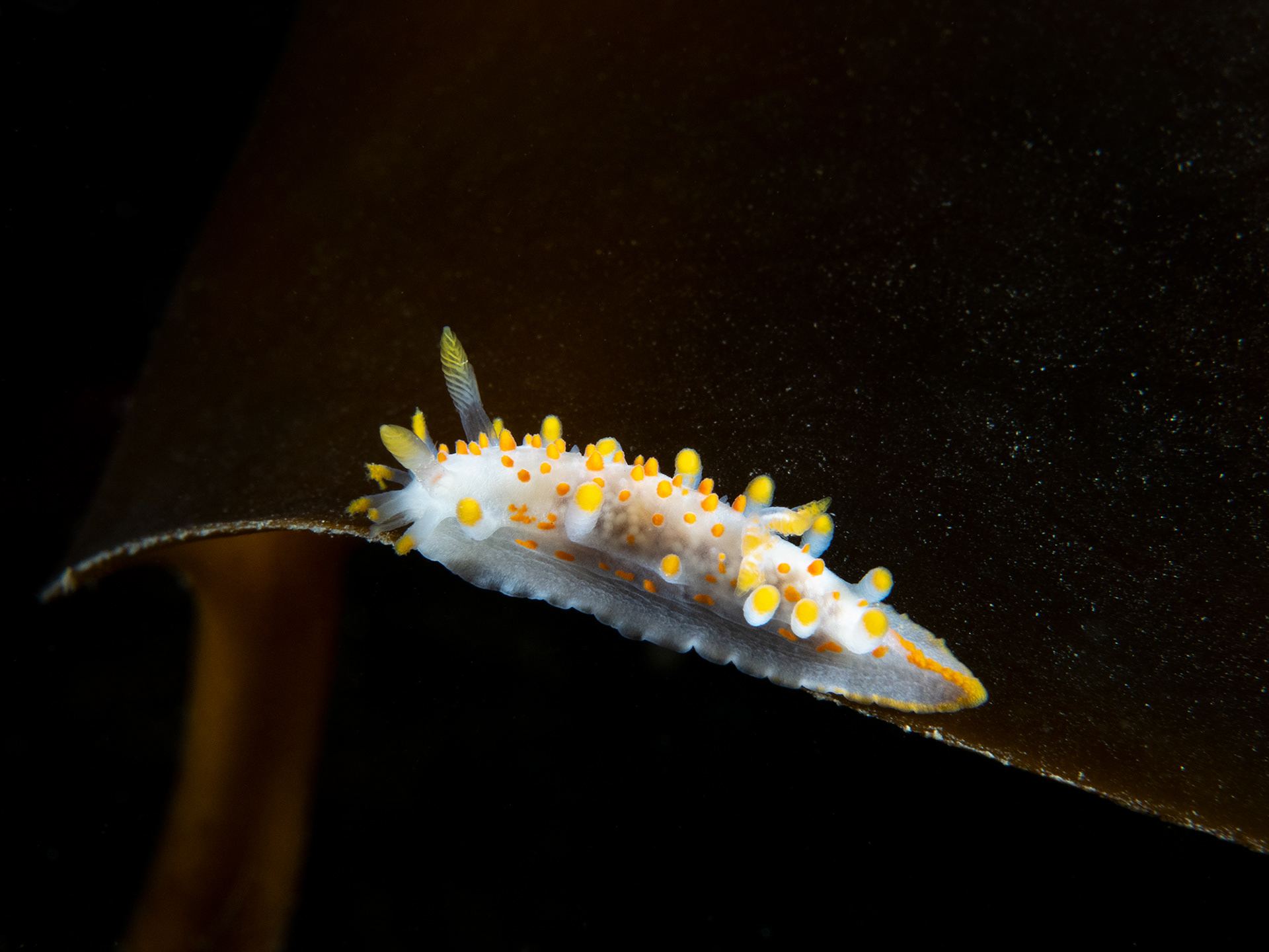 orange clubbed sea slug