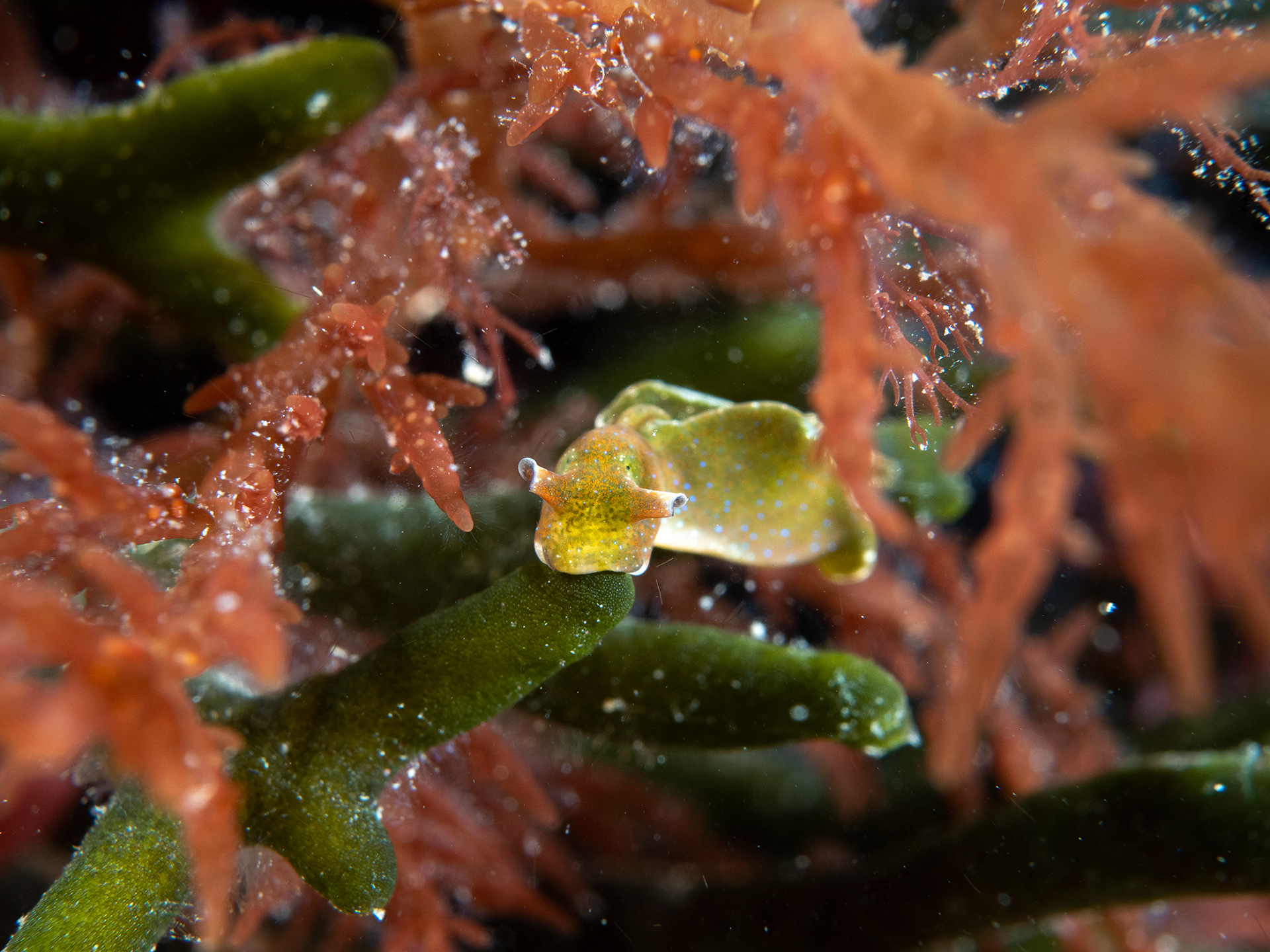 Elysia Viridis on codium 