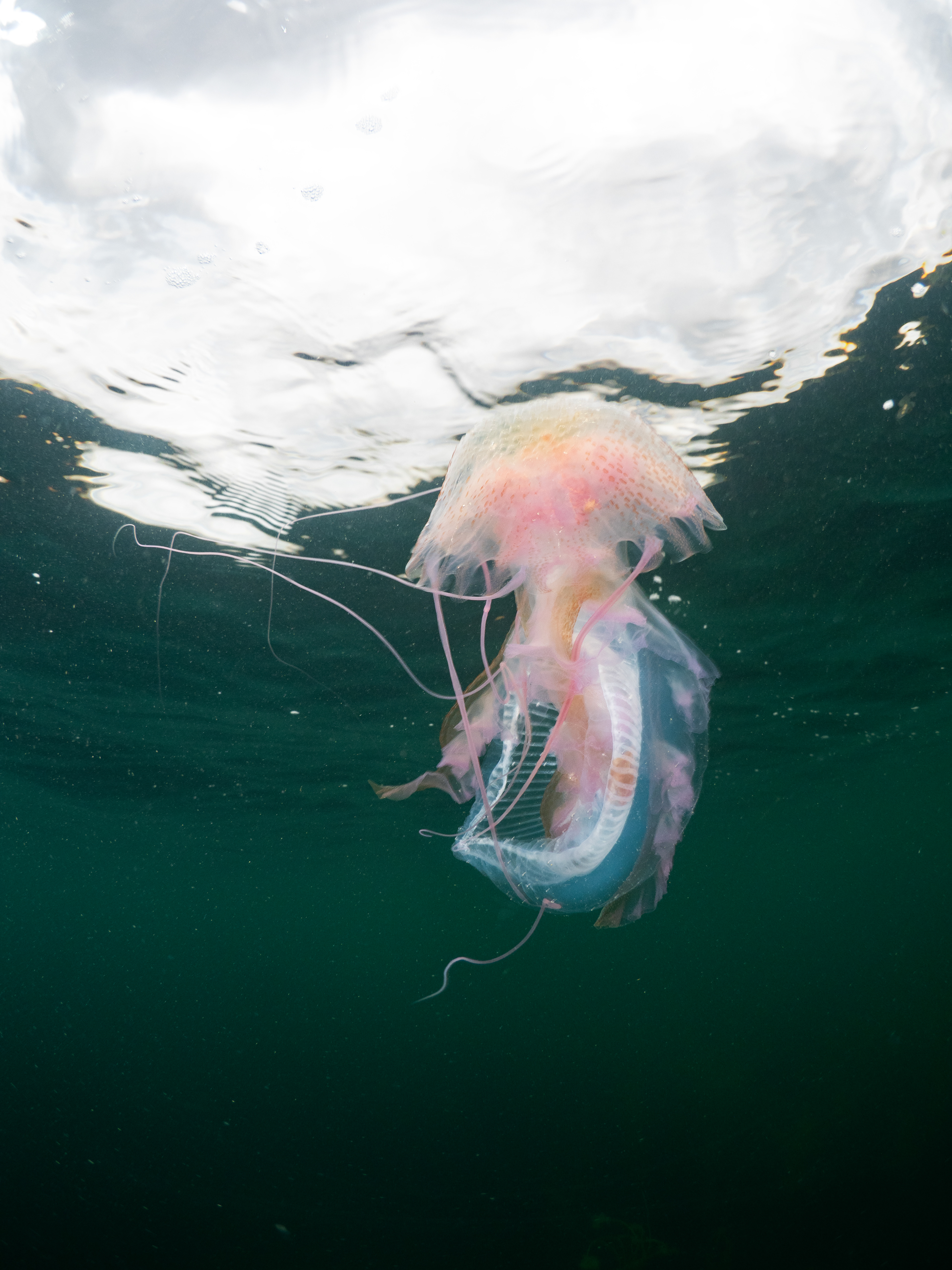 Mauve stinger eating crystal