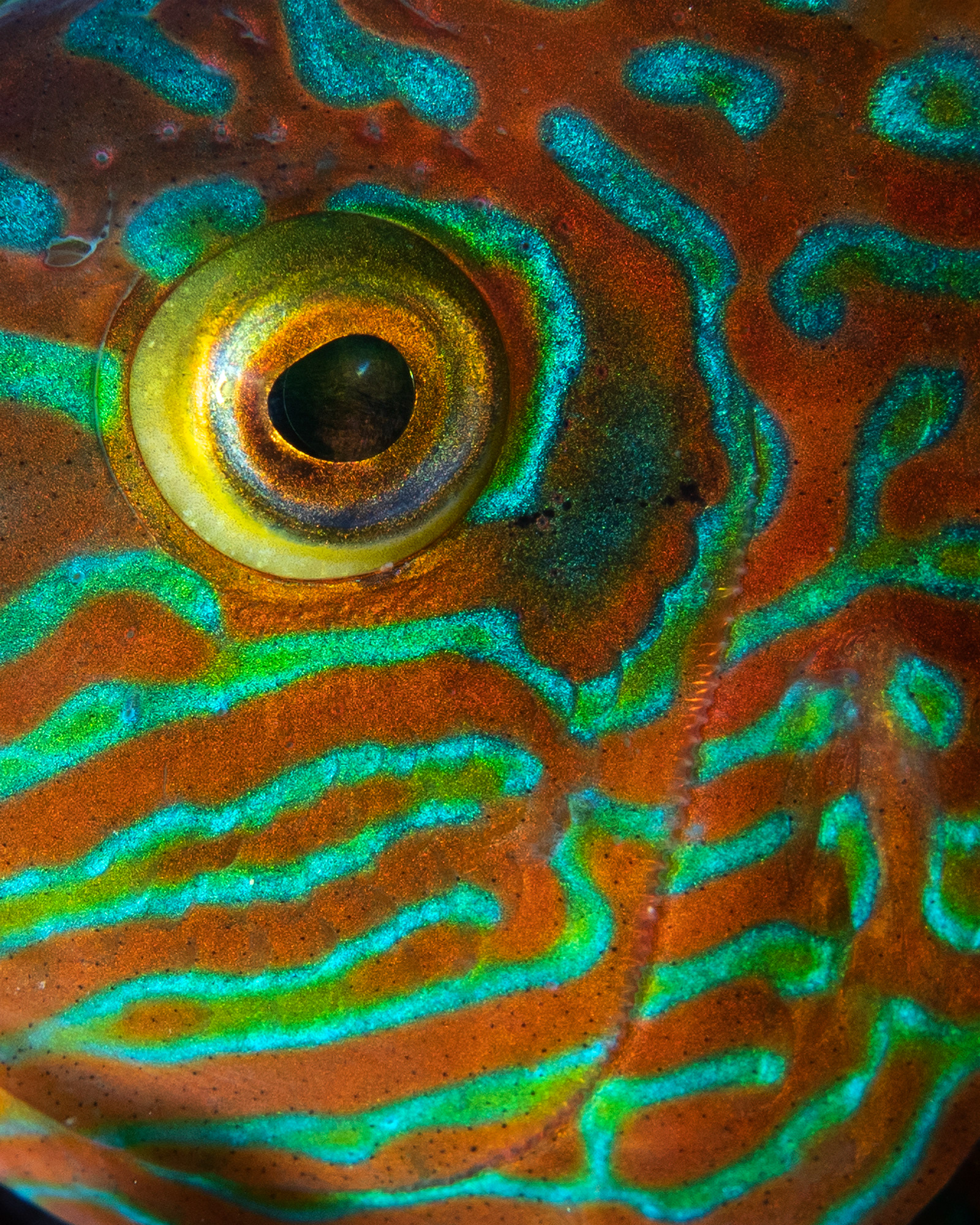 Corkwing Wrasse Close Up
