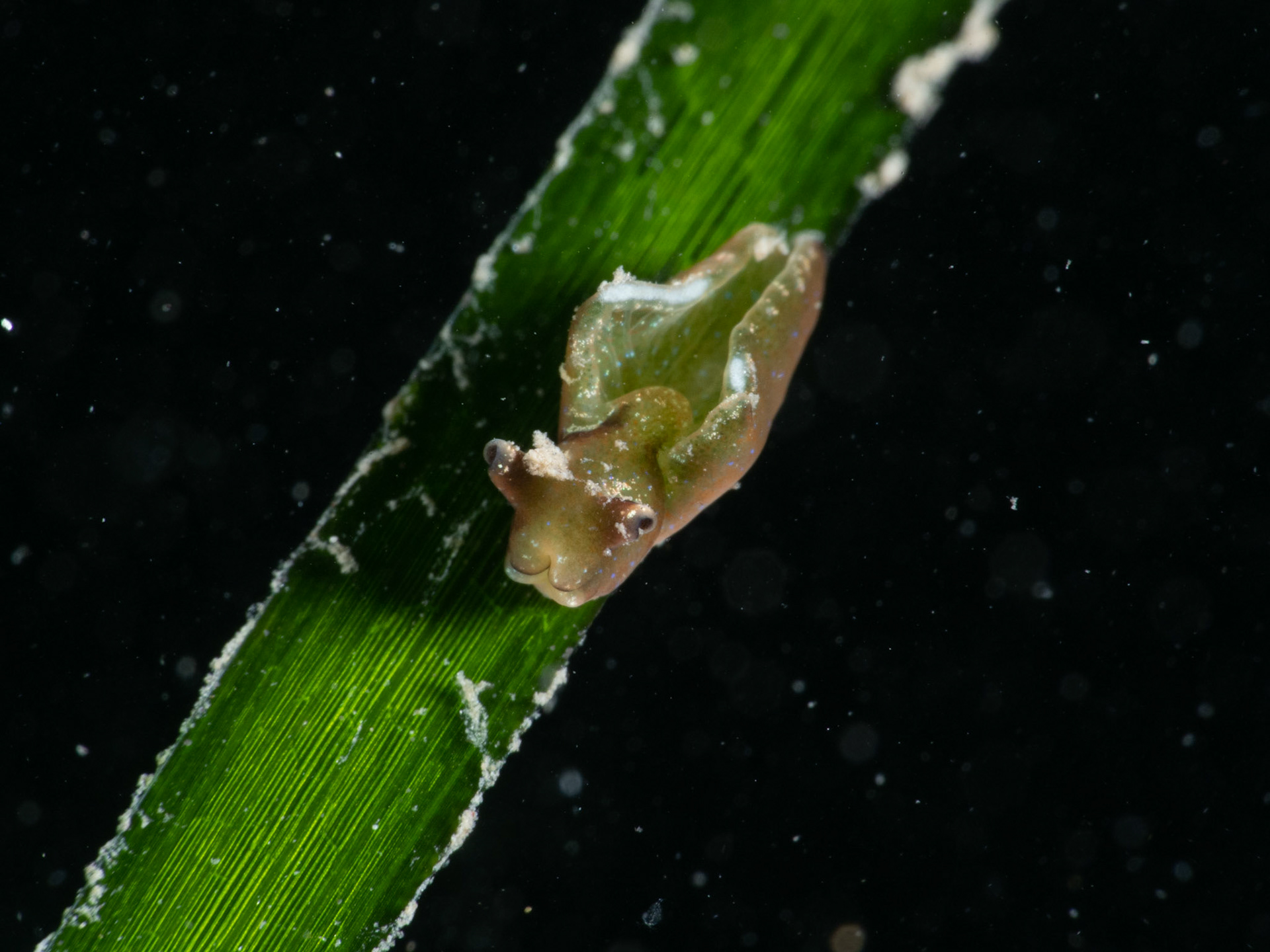 Elysia viridis (Solar-powered Sea Slug)