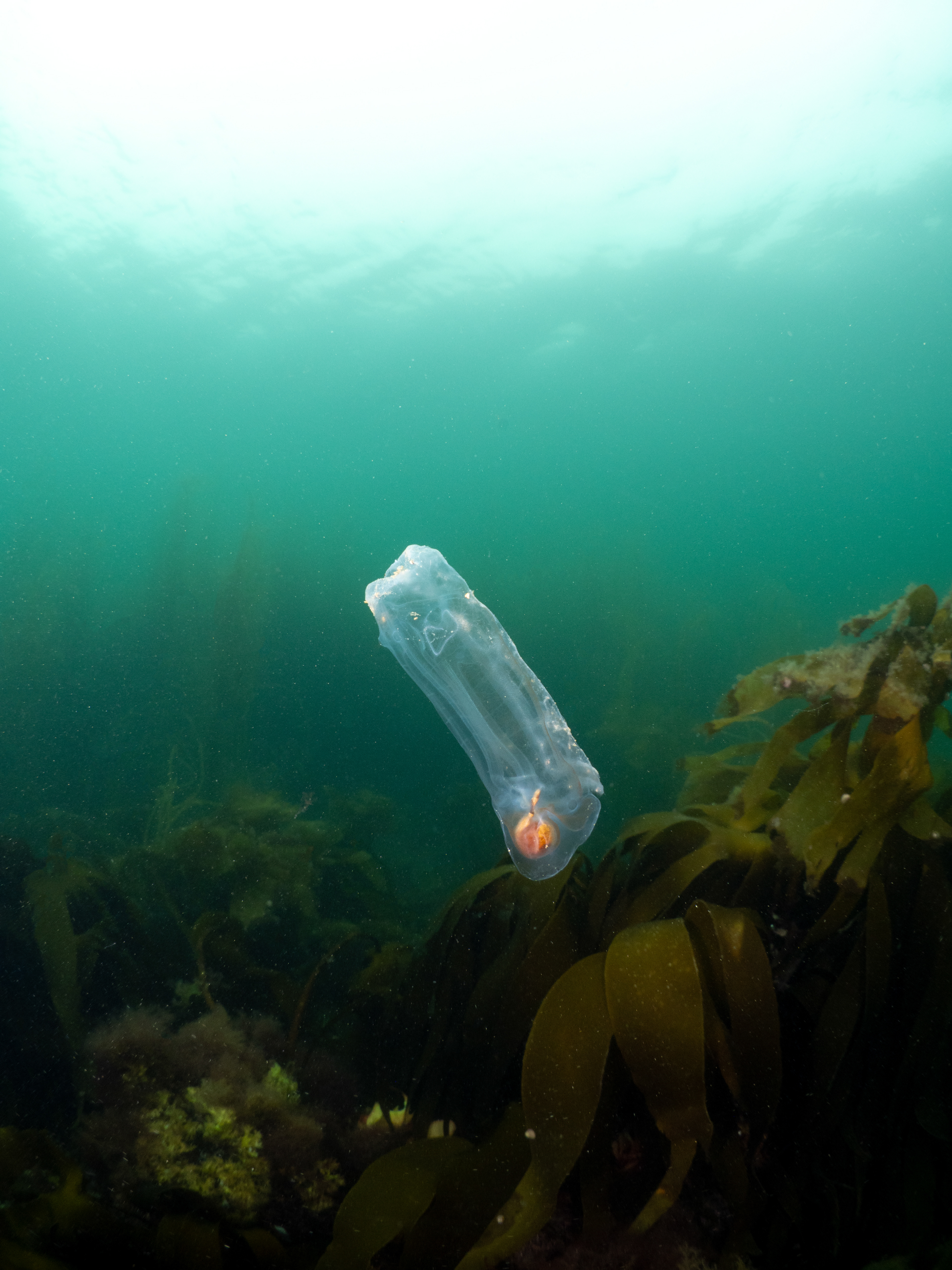 Salp in shallows