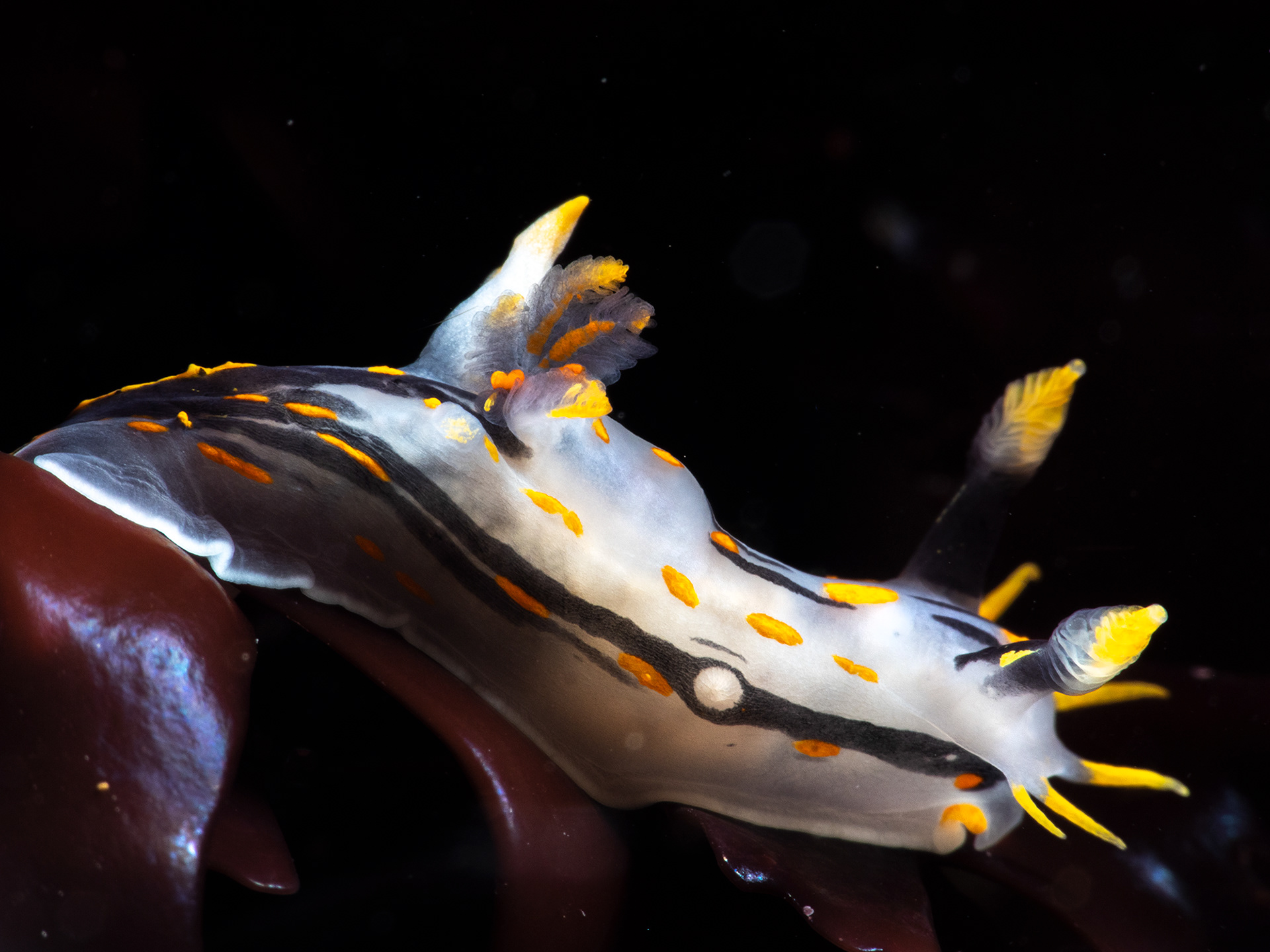 Polycera