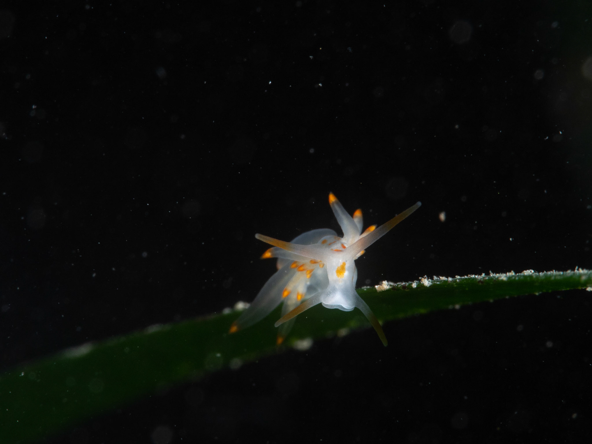 Seaslug on Seagrass