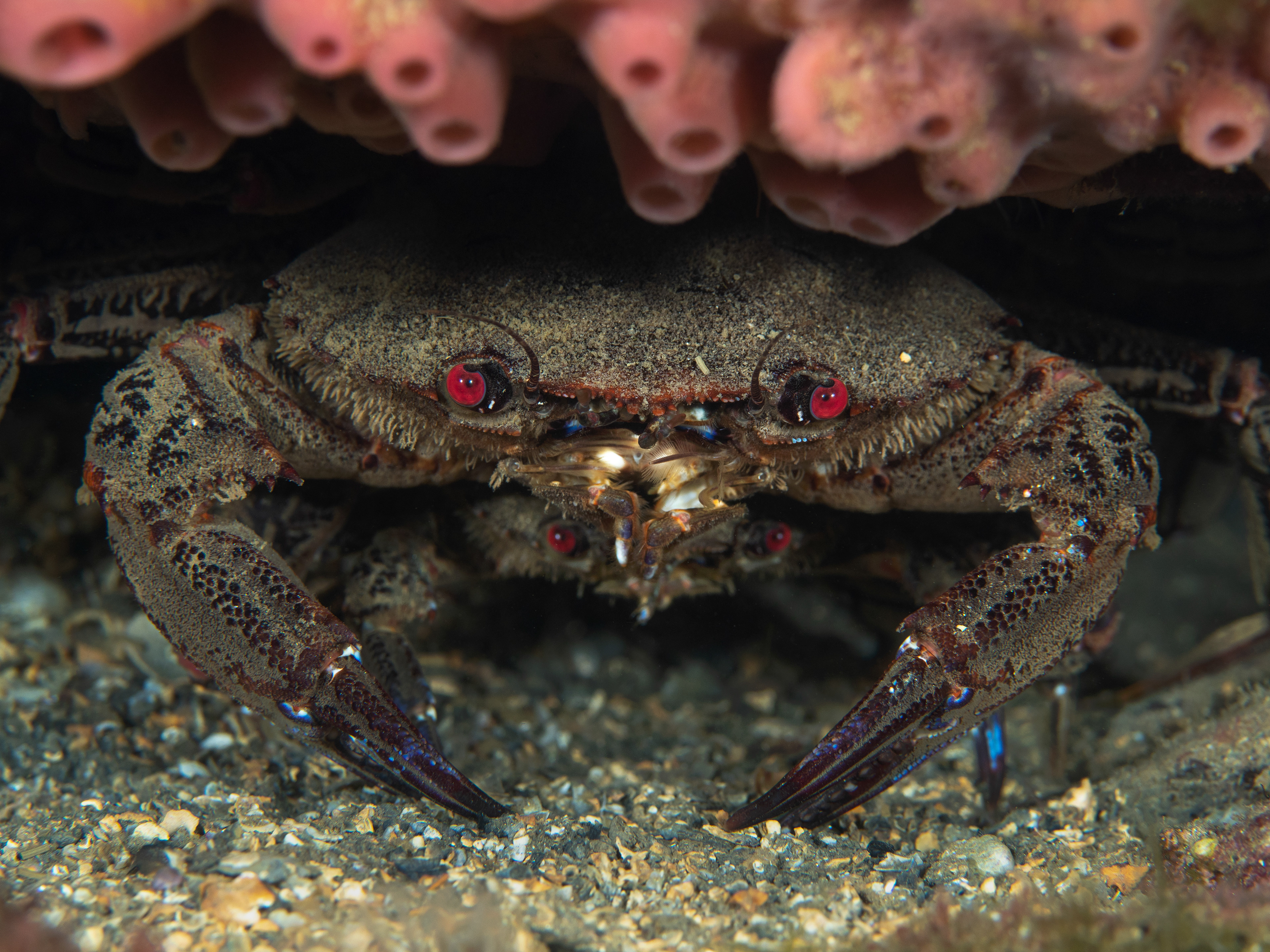 Velvet Crabs under Sponge