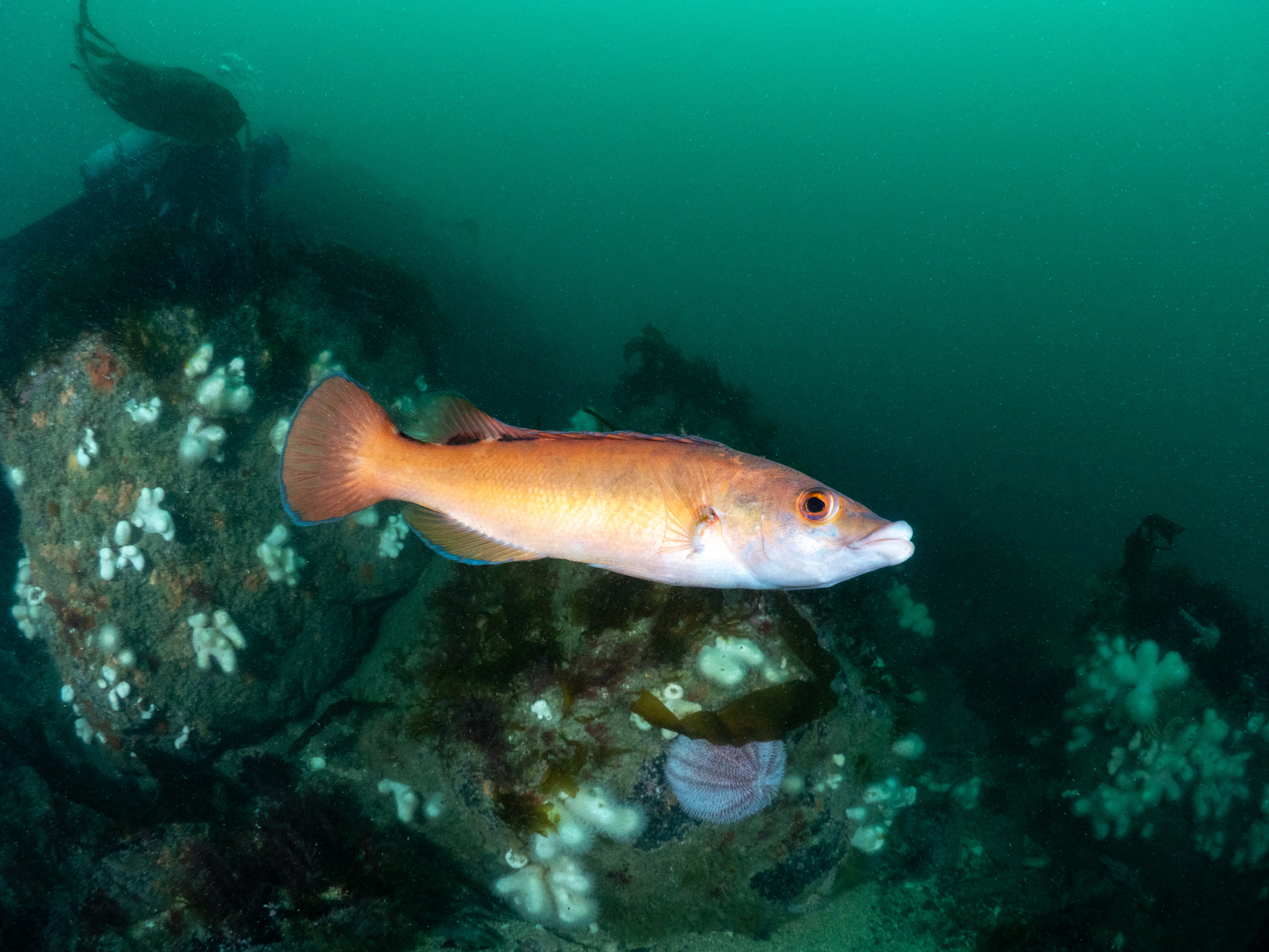 Cuckoo Wrasse on Manacles