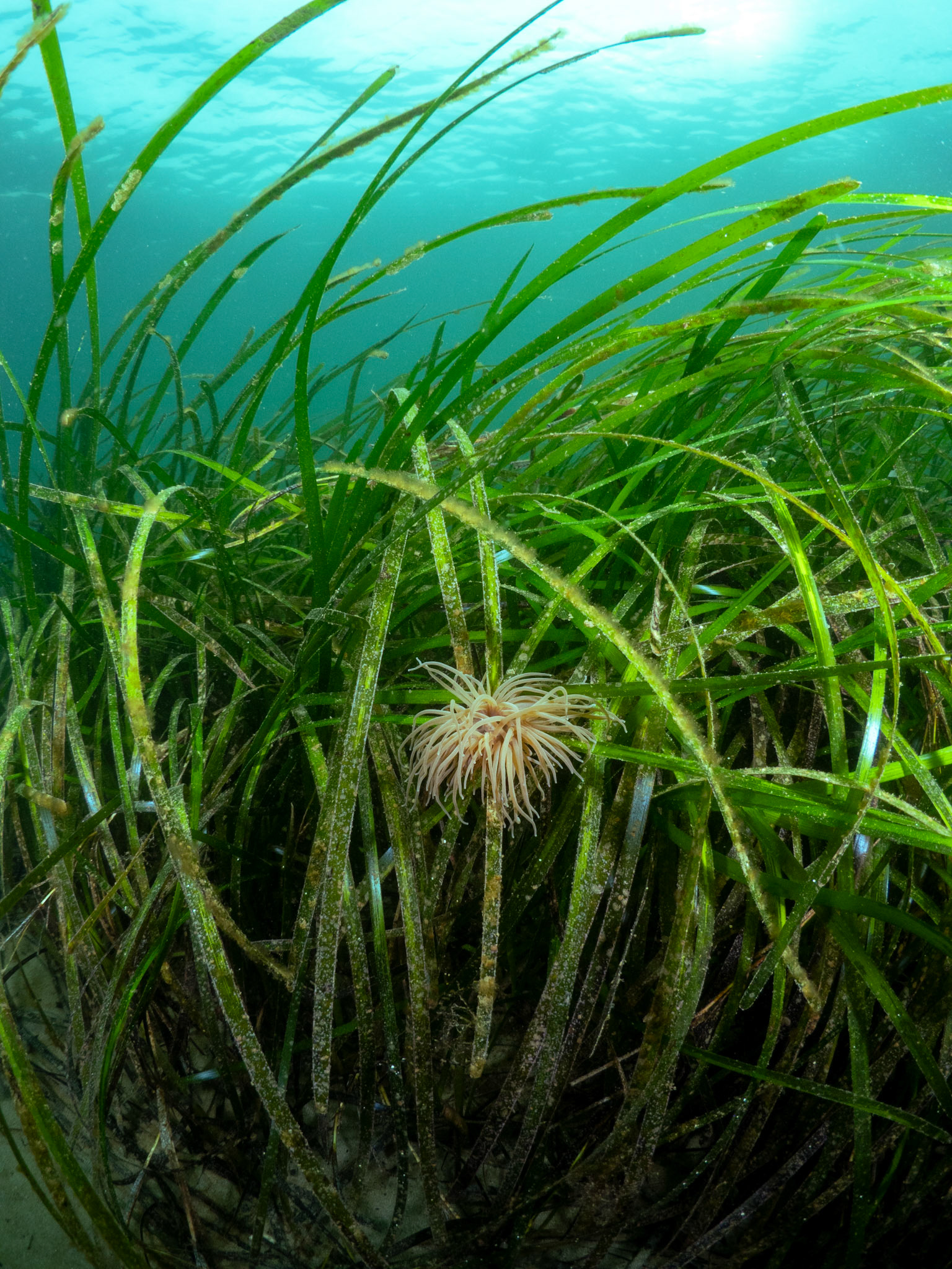 Snakelocks Anemone in Seagrass
