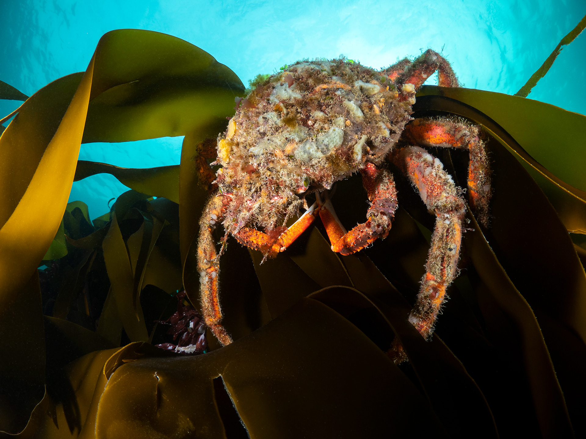 Spider crab close up