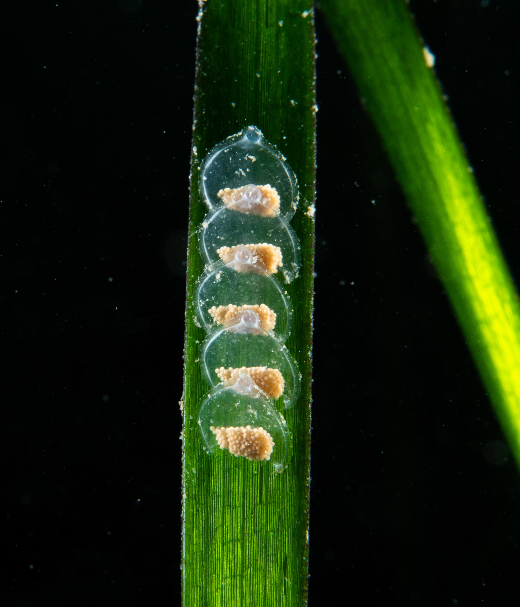 Whelk Eggs on Seagrass