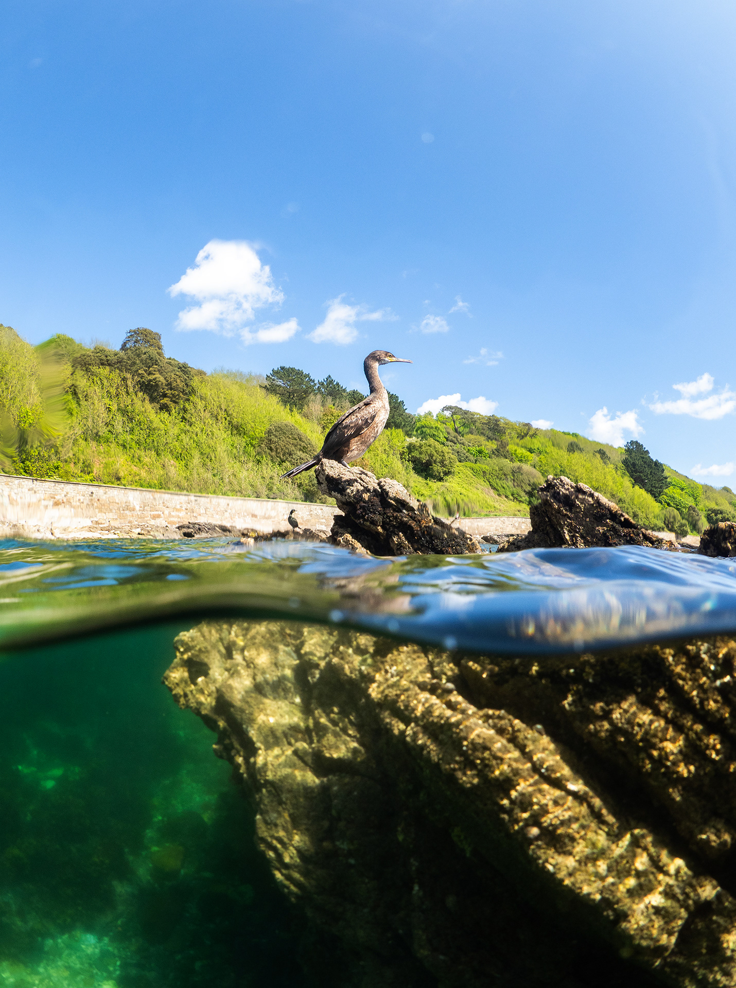 Juvenile Shag Above Water