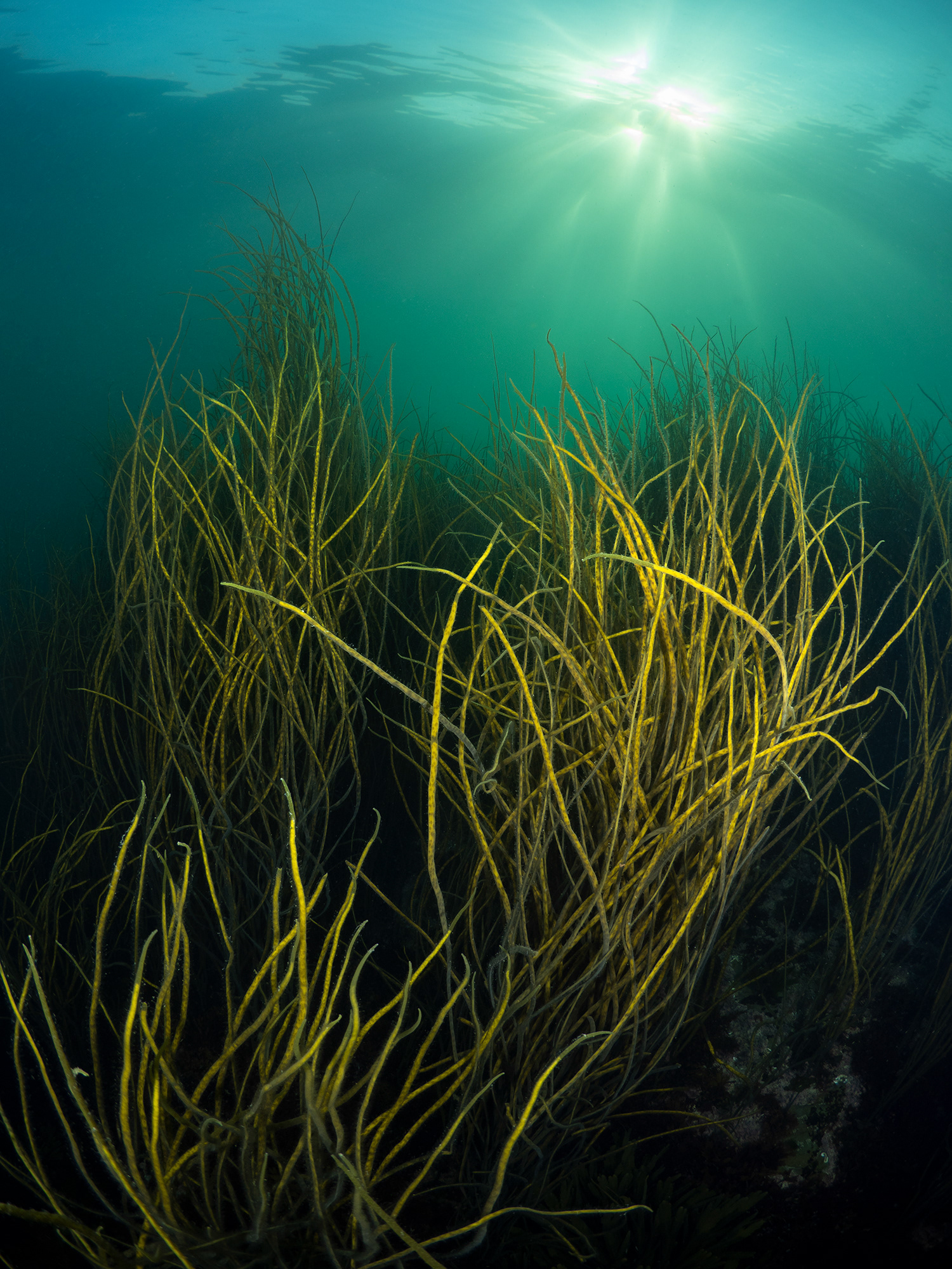 Stringweed at sunset