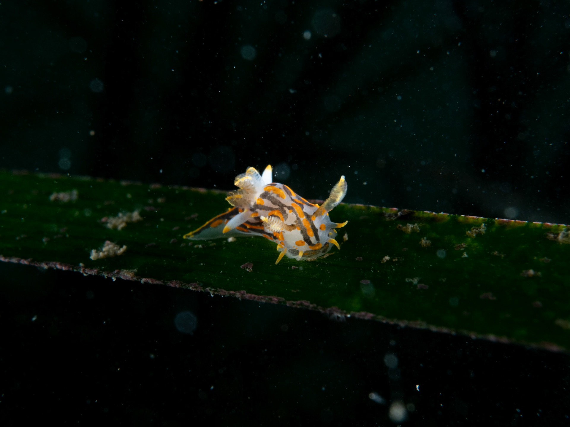 Polycera on Seagrass