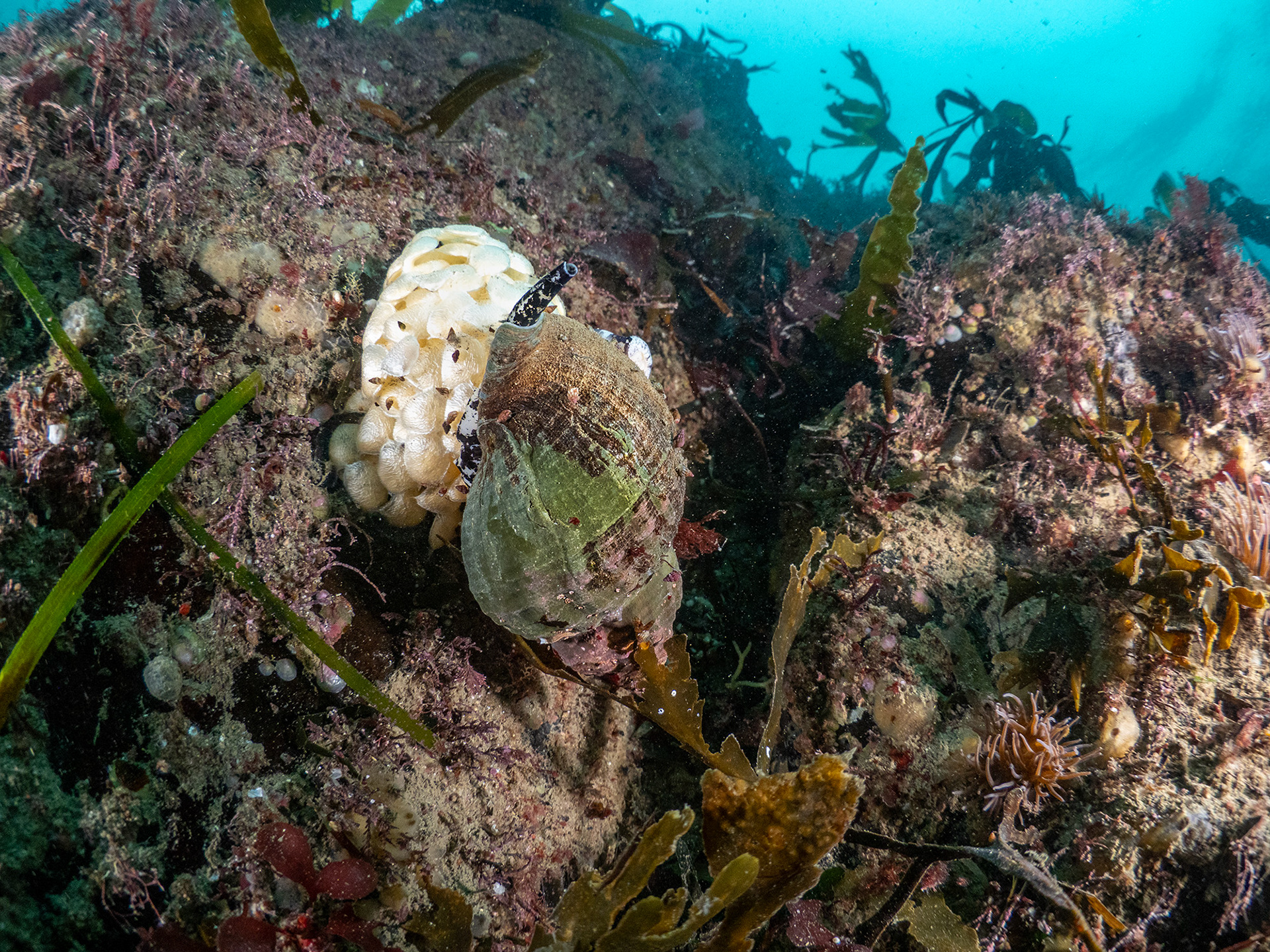 Whelk laying eggs - Helford