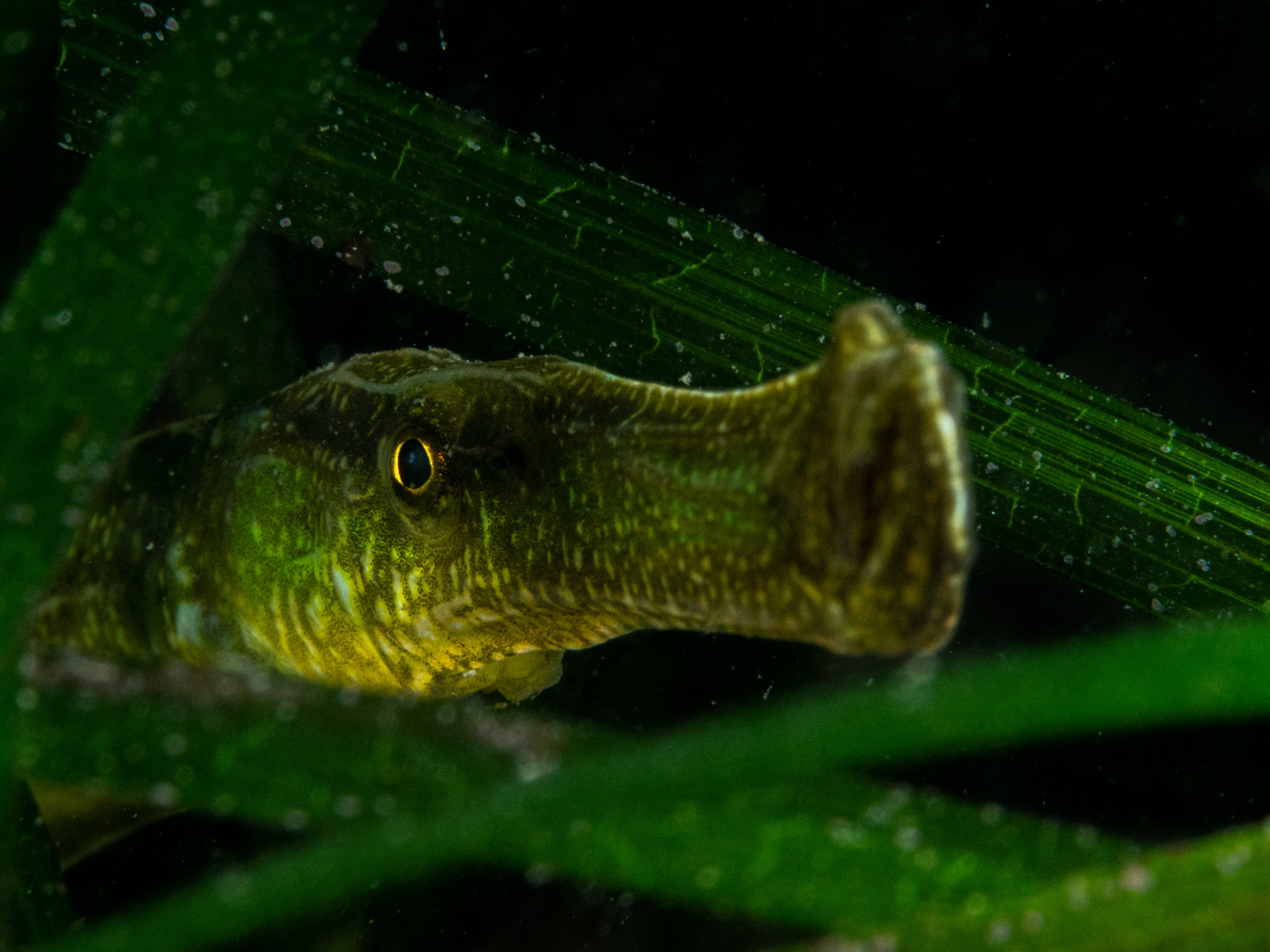 Broad-Nose Pipefish 