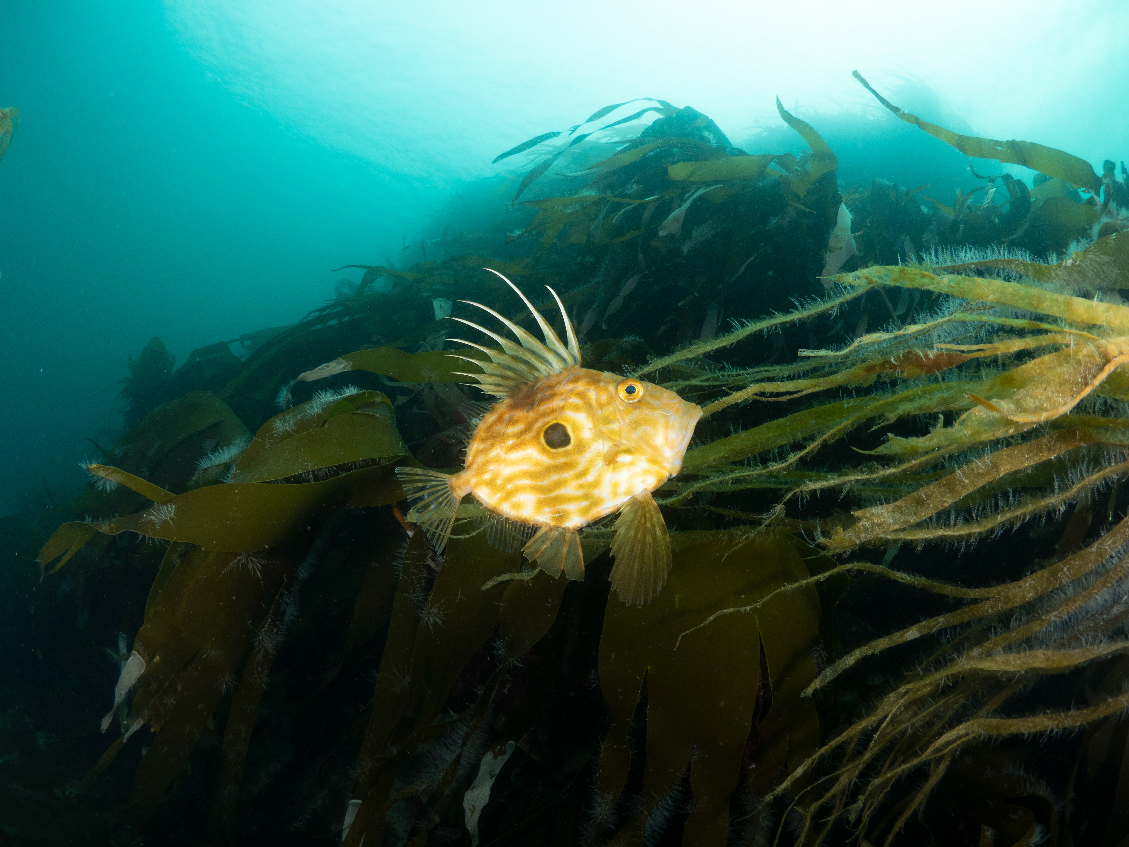 John Dory at Porthkerris