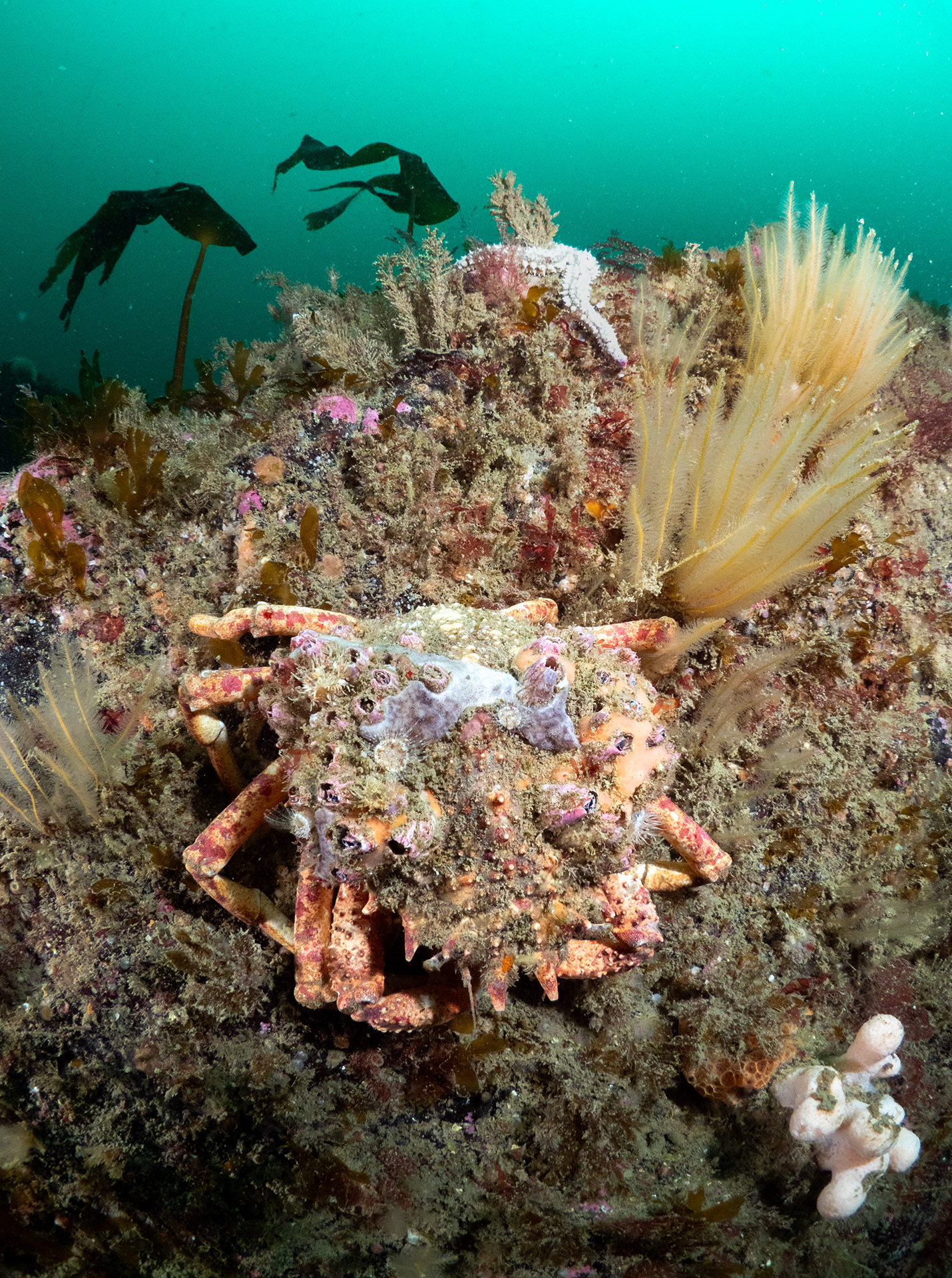 Spider Crab on Manacles