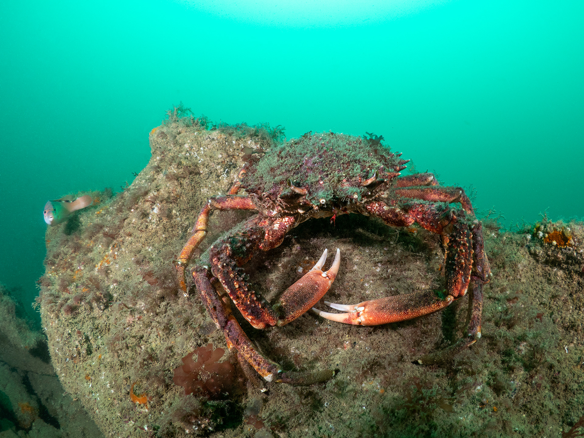 Spider crab on Wreck