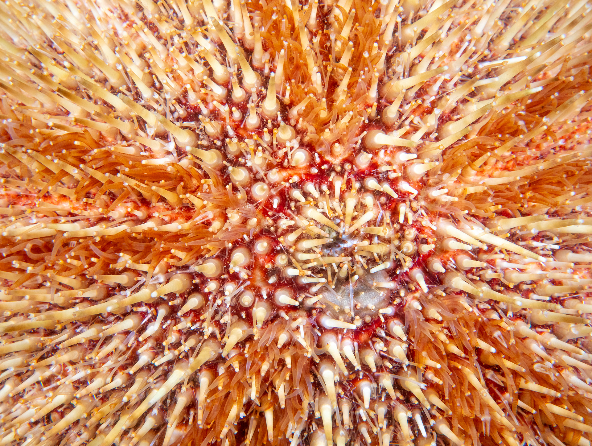 Common Urchin on the Volnay Wreck