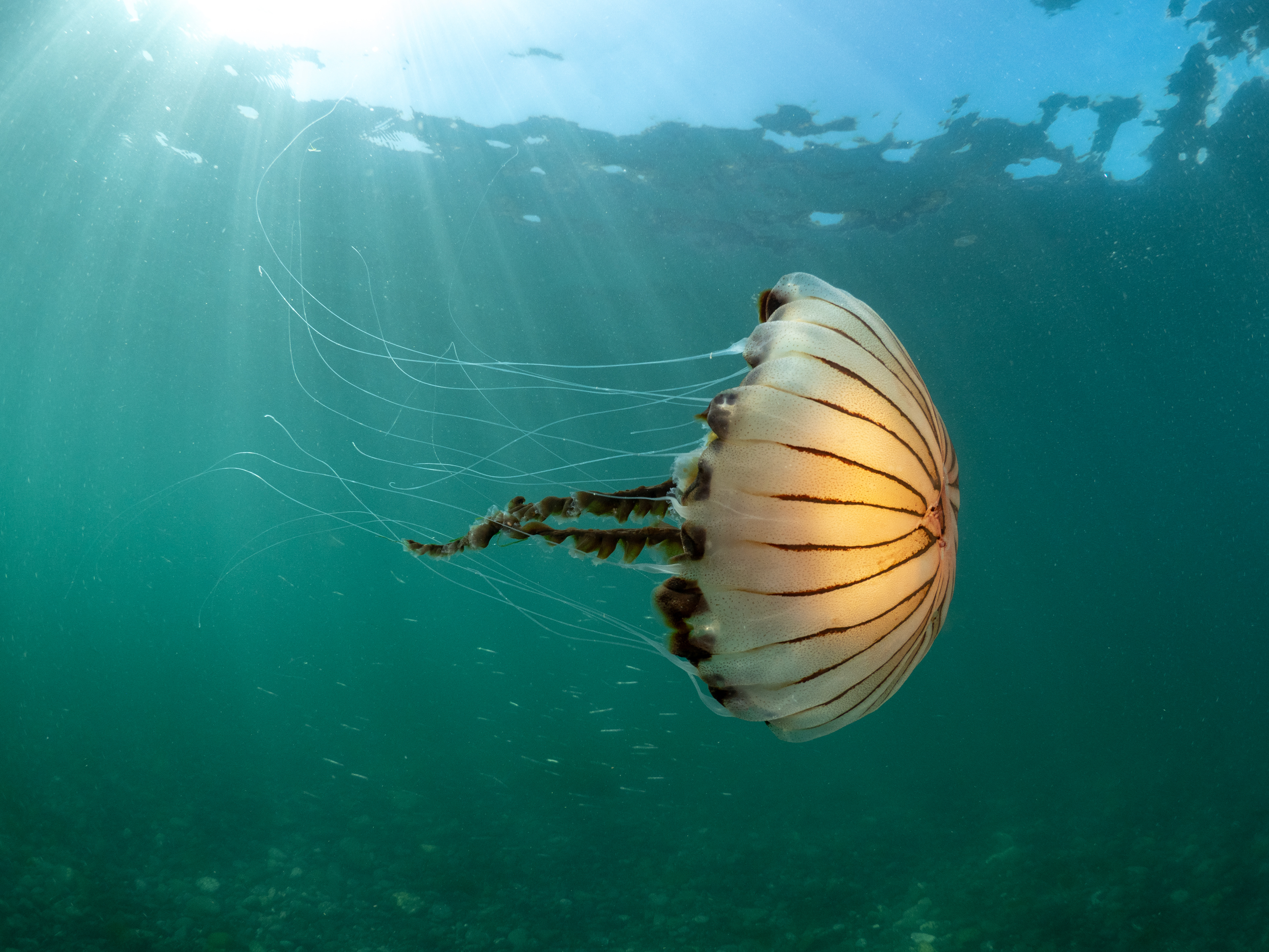 Compass in the blue water 