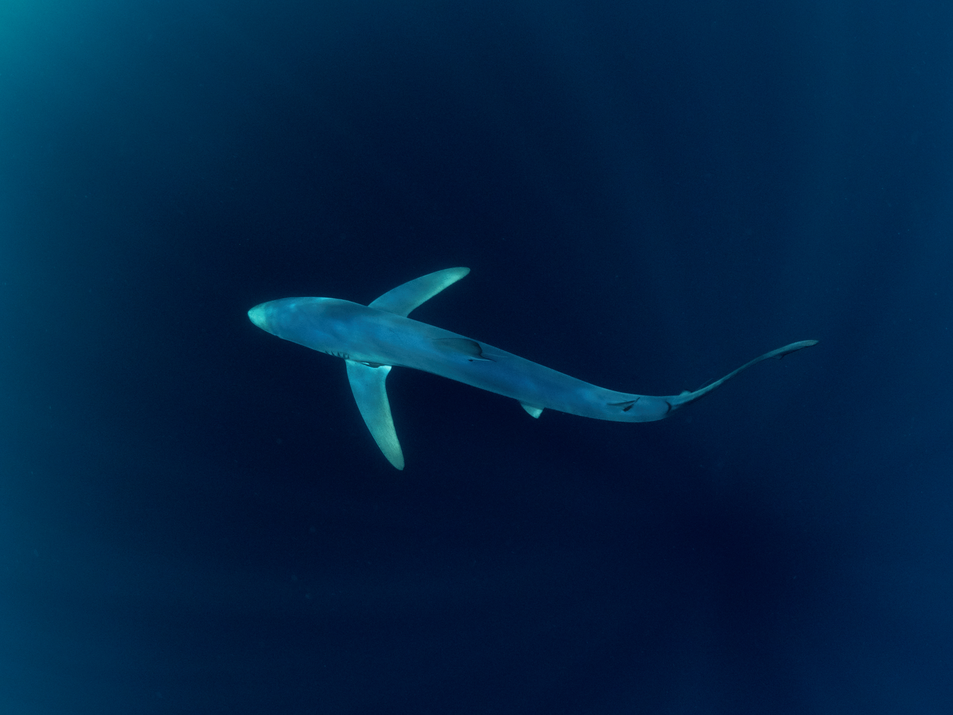 Blue Shark in the Deep 