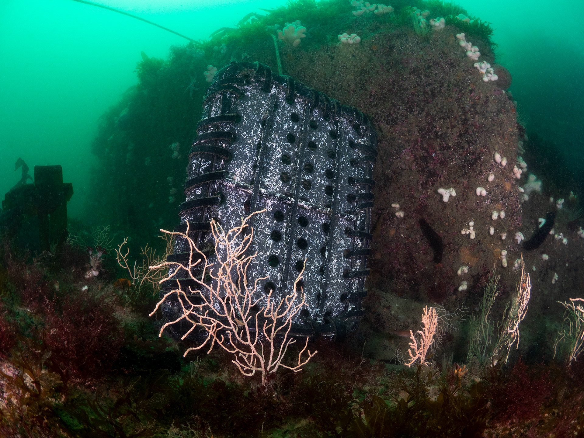 Pot smothering pink sea fan